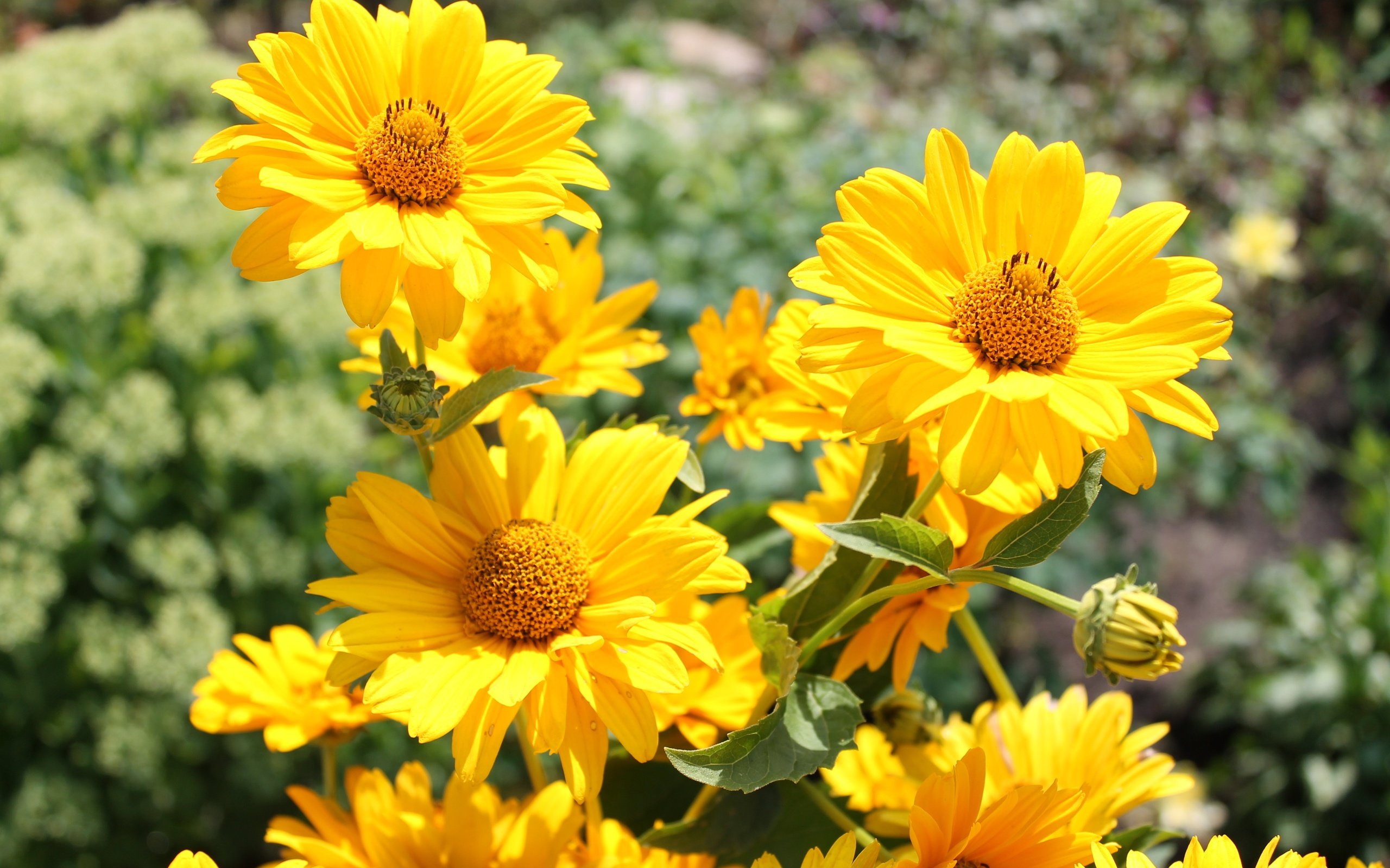 Обои цветы, лепестки, боке, желтые цветы, гелиопсис, flowers, petals, bokeh, yellow flowers, heliopsis разрешение 4272x2848 Загрузить