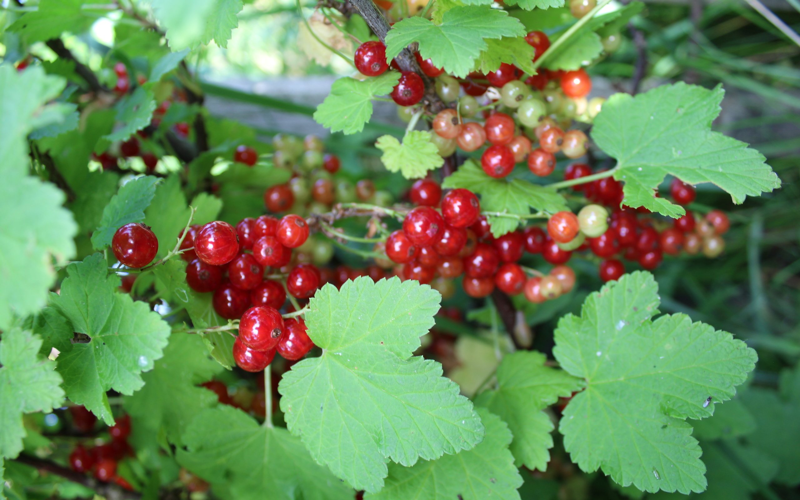 Обои листья, лето, ягода, красная смородина, смородина, leaves, summer, berry, red currant, currants разрешение 5184x3456 Загрузить