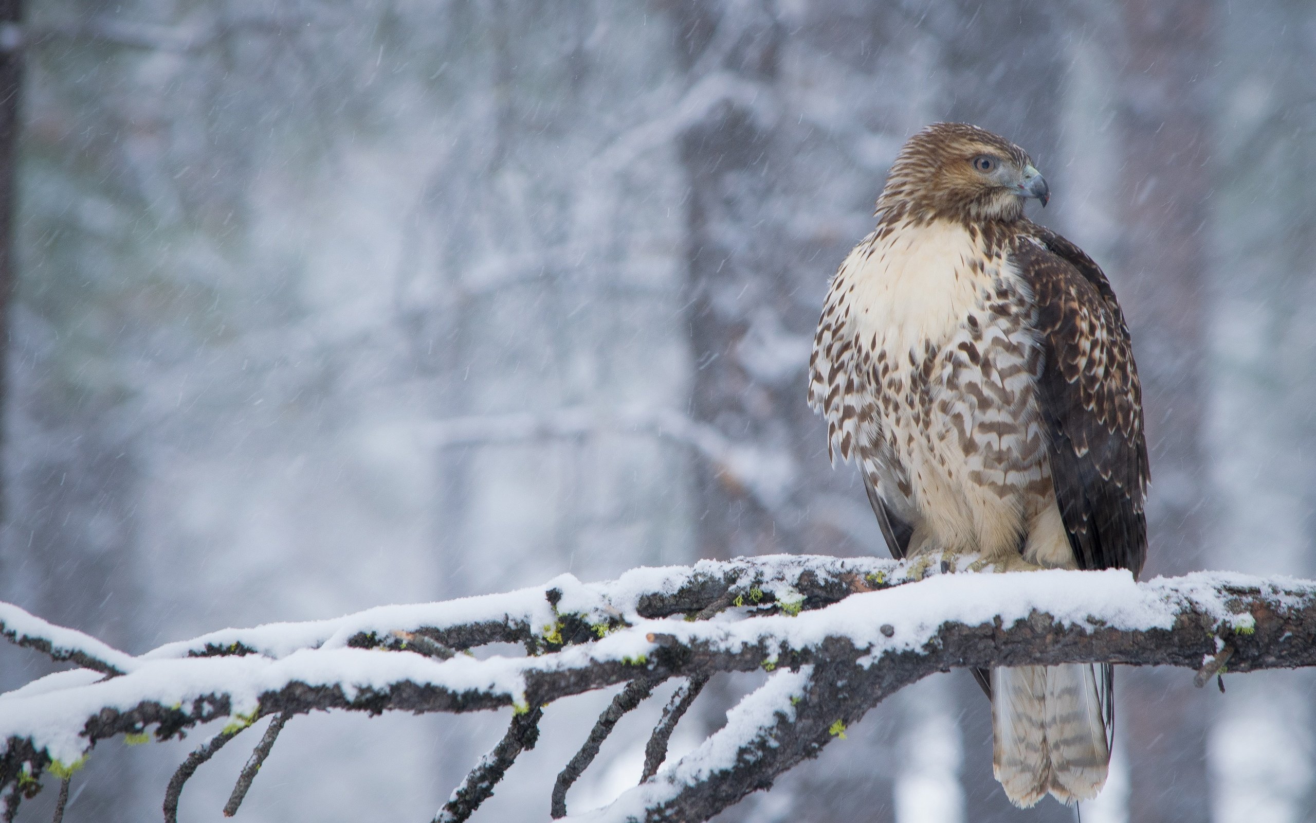 Обои снег, лес, зима, ветки, птица, клюв, перья, ястреб, snow, forest, winter, branches, bird, beak, feathers, hawk разрешение 3600x2400 Загрузить