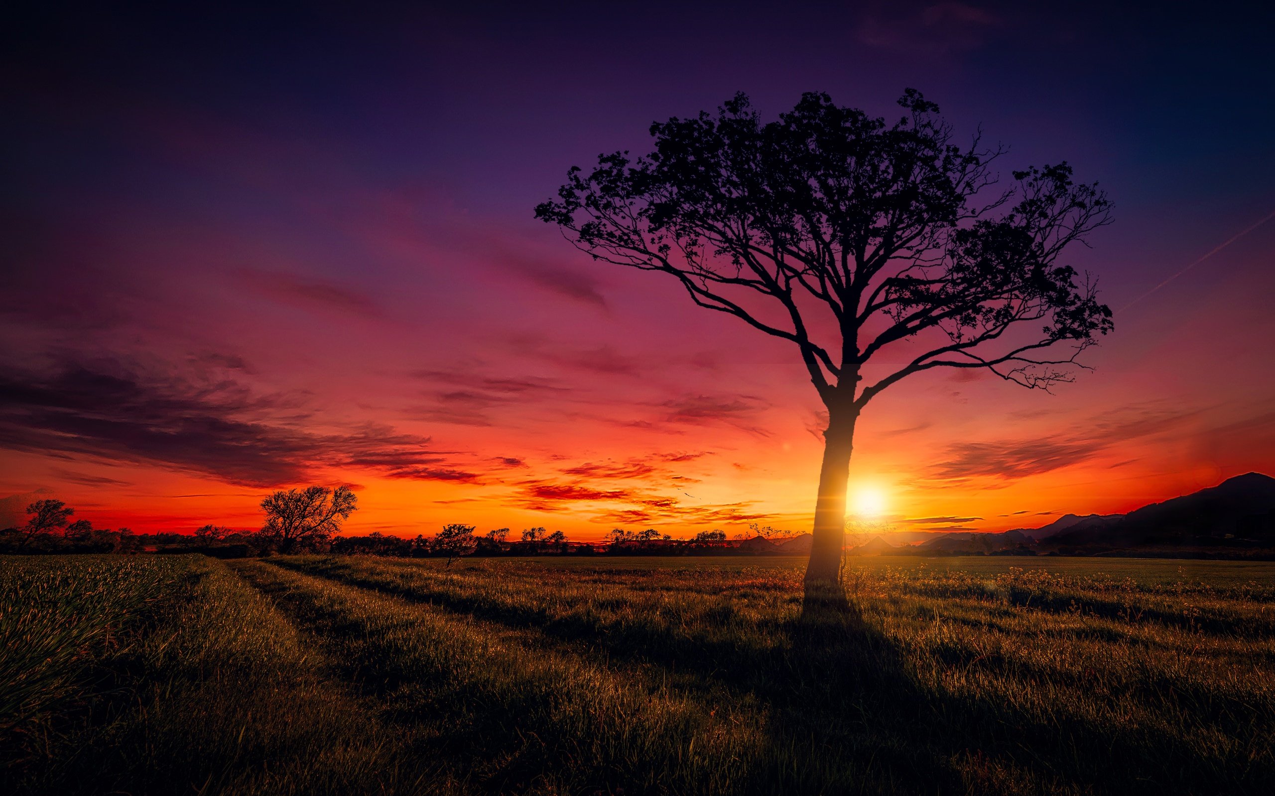 Обои небо, дорога, облака, солнце, дерево, закат, поле, the sky, road, clouds, the sun, tree, sunset, field разрешение 6482x4384 Загрузить