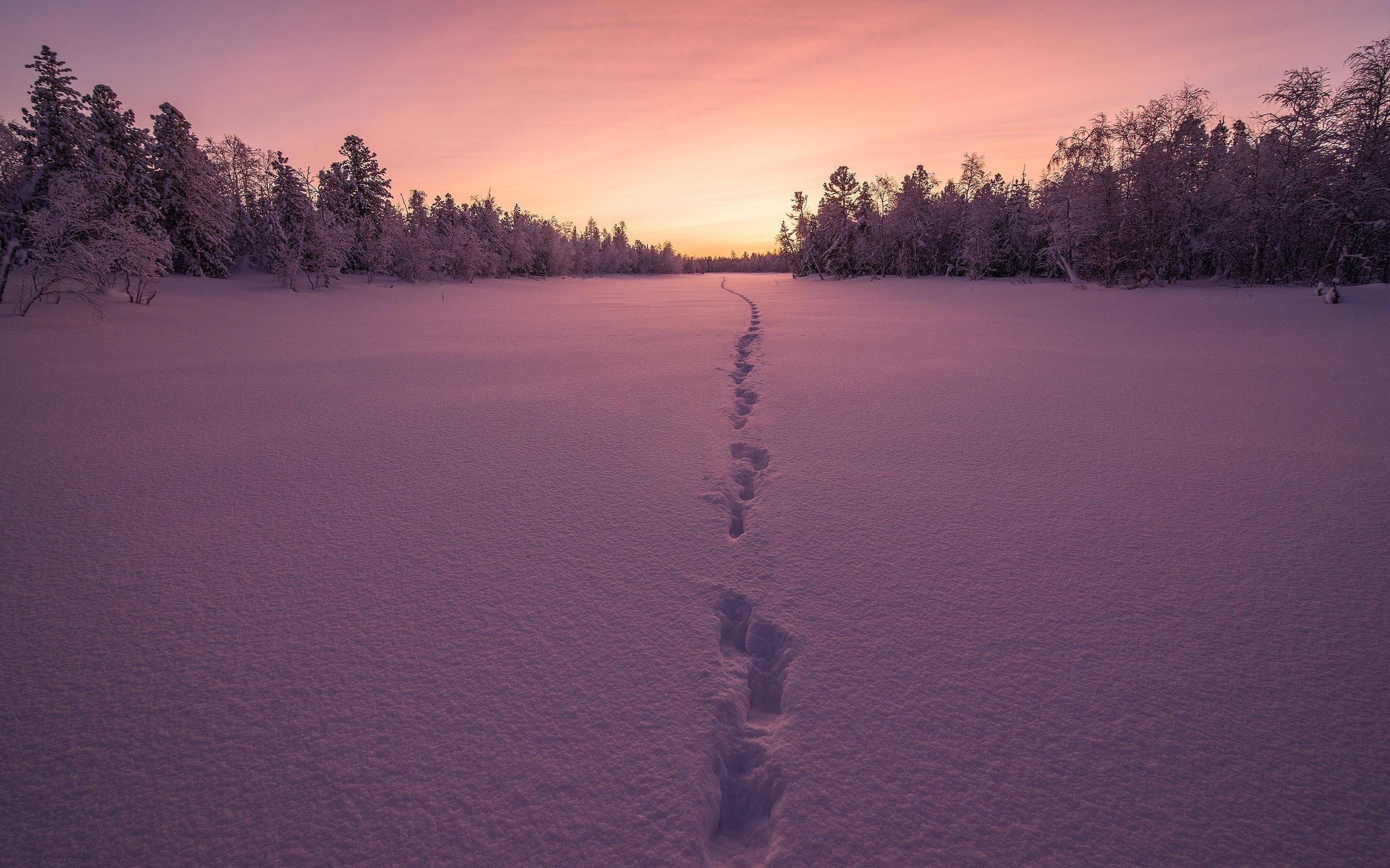 Обои деревья, снег, закат, зима, следы, trees, snow, sunset, winter, traces разрешение 4000x2670 Загрузить