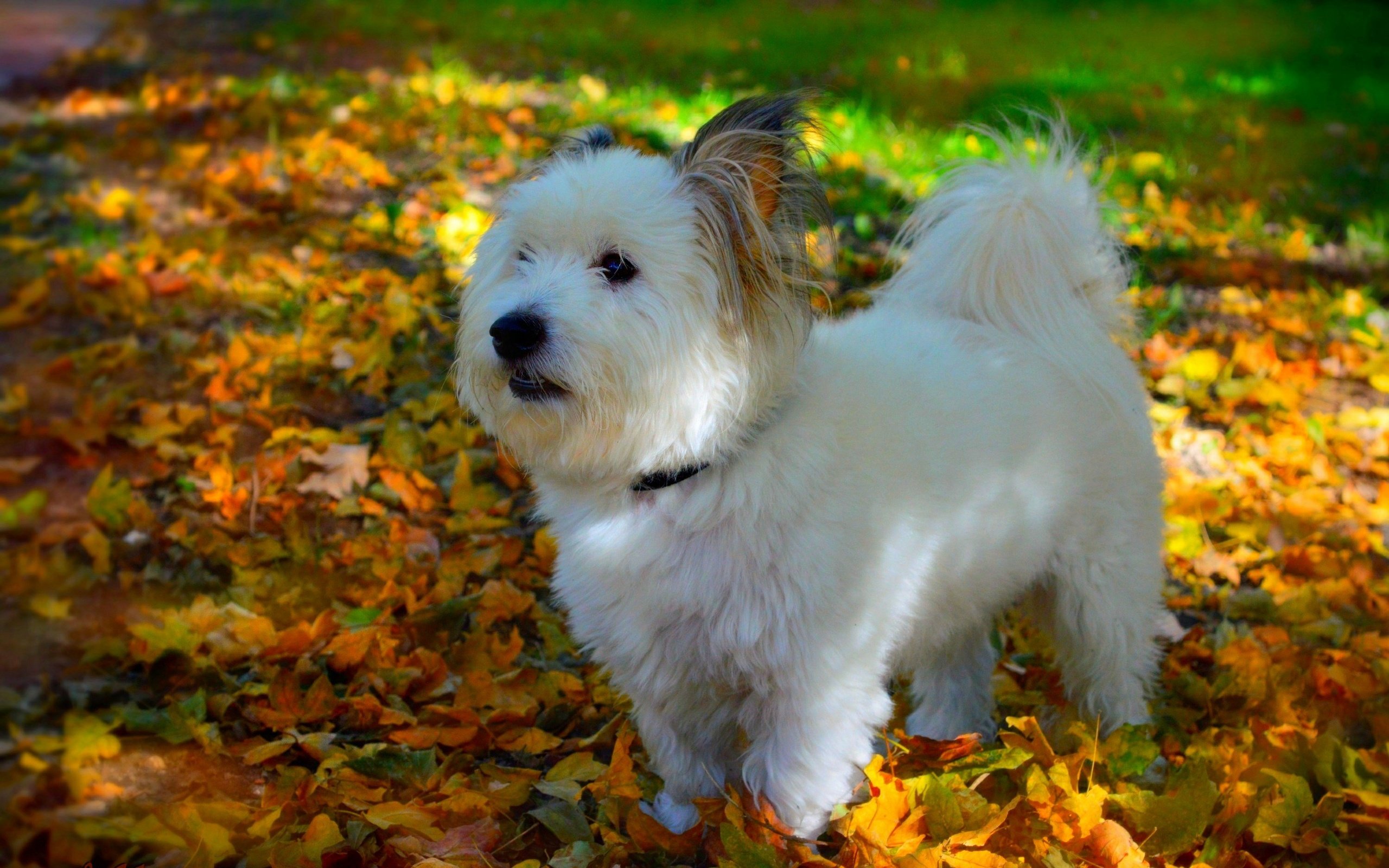 Обои мордочка, листва, взгляд, осень, собака, щенок, собачка, вест-хайленд-уайт-терьер, muzzle, foliage, look, autumn, dog, puppy, the west highland white terrier разрешение 3000x1878 Загрузить
