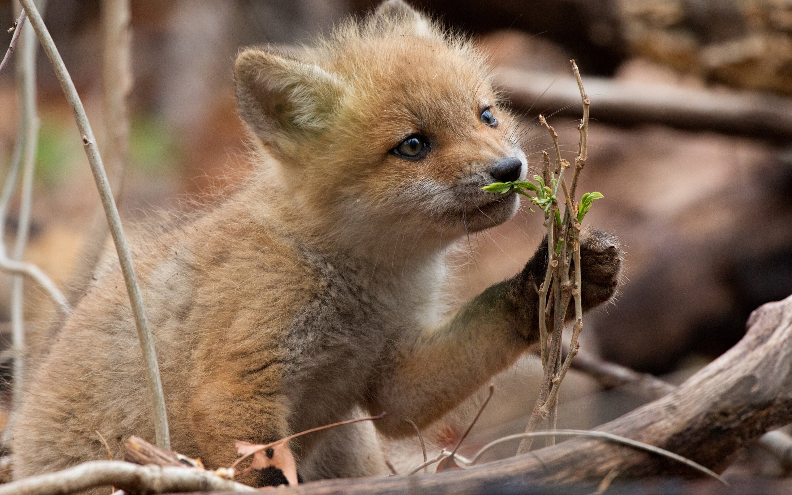 Обои природа, лес, ветки, лиса, лисица, лисенок, nature, forest, branches, fox разрешение 6000x4000 Загрузить