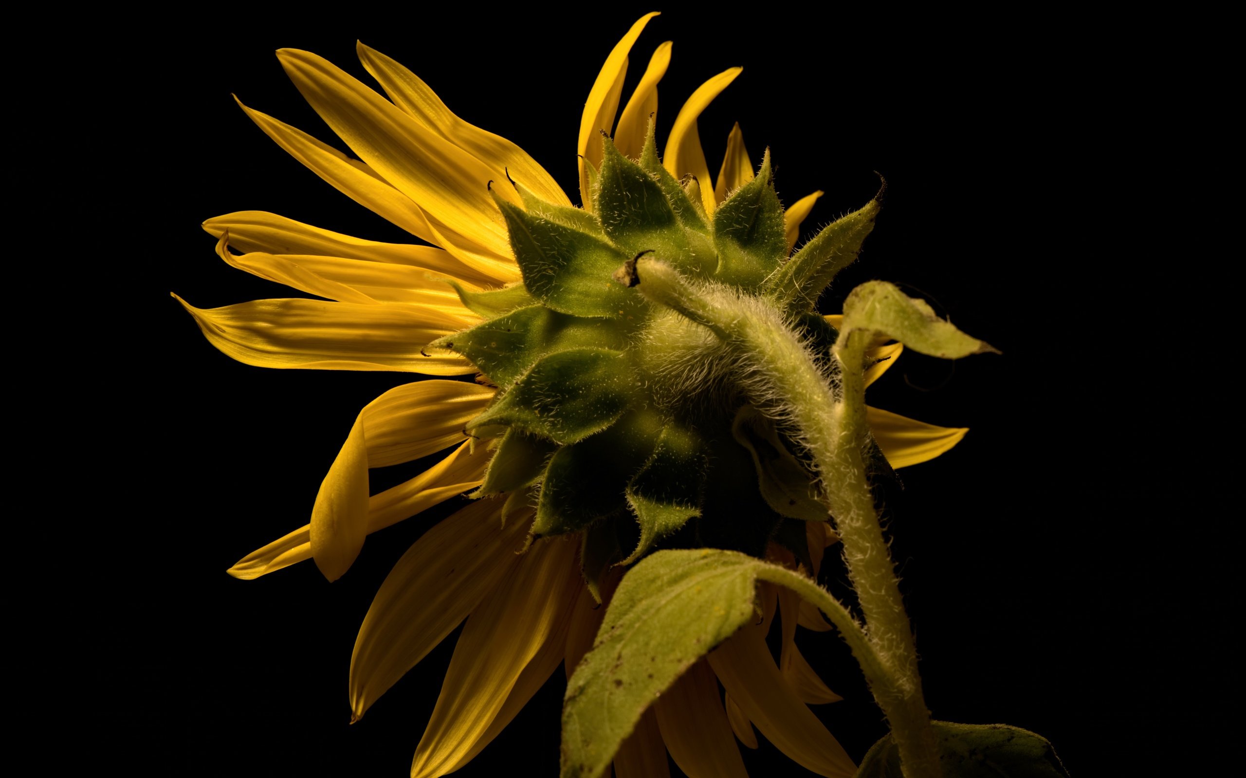 Обои природа, лепестки, подсолнух, черный фон, стебель, nature, petals, sunflower, black background, stem разрешение 6130x3798 Загрузить