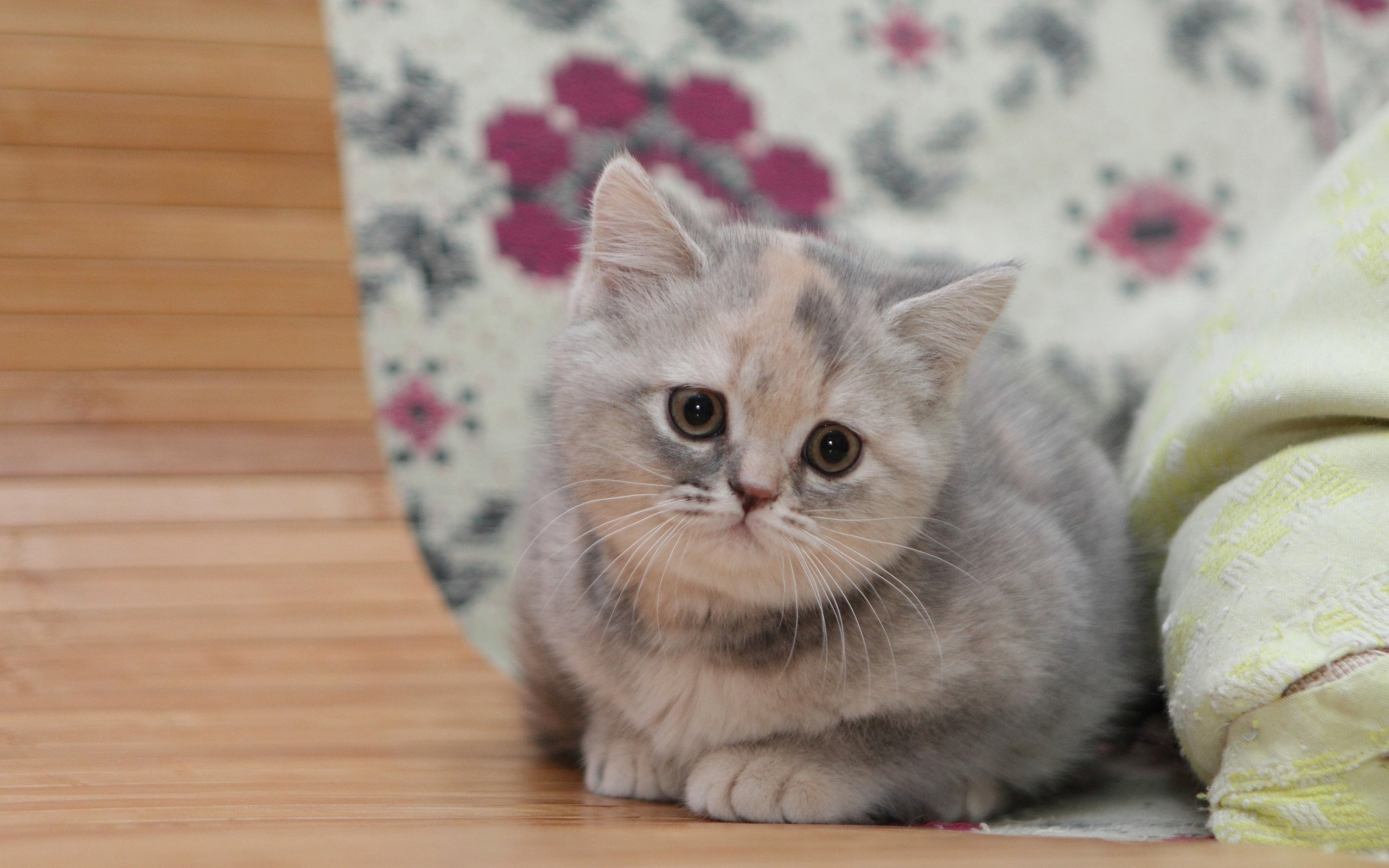 Обои глаза, фон, кот, усы, кошка, взгляд, котенок, британец, eyes, background, cat, mustache, look, kitty, british разрешение 2880x1800 Загрузить