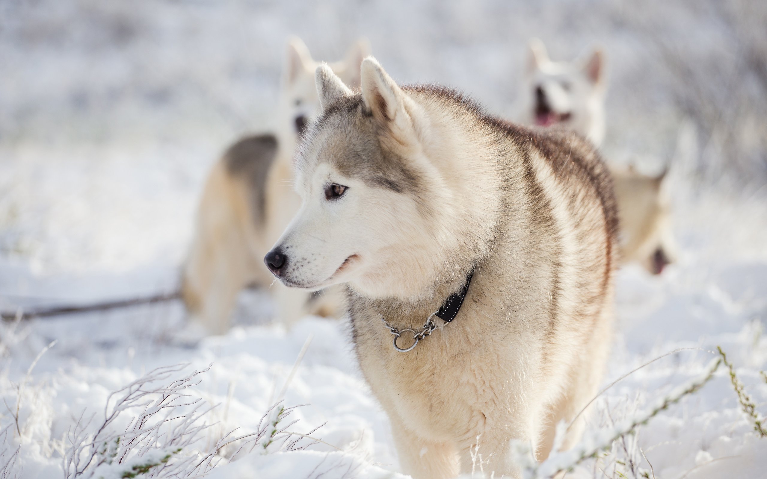 Обои снег, зима, мордочка, взгляд, хаски, собаки, snow, winter, muzzle, look, husky, dogs разрешение 3840x2400 Загрузить