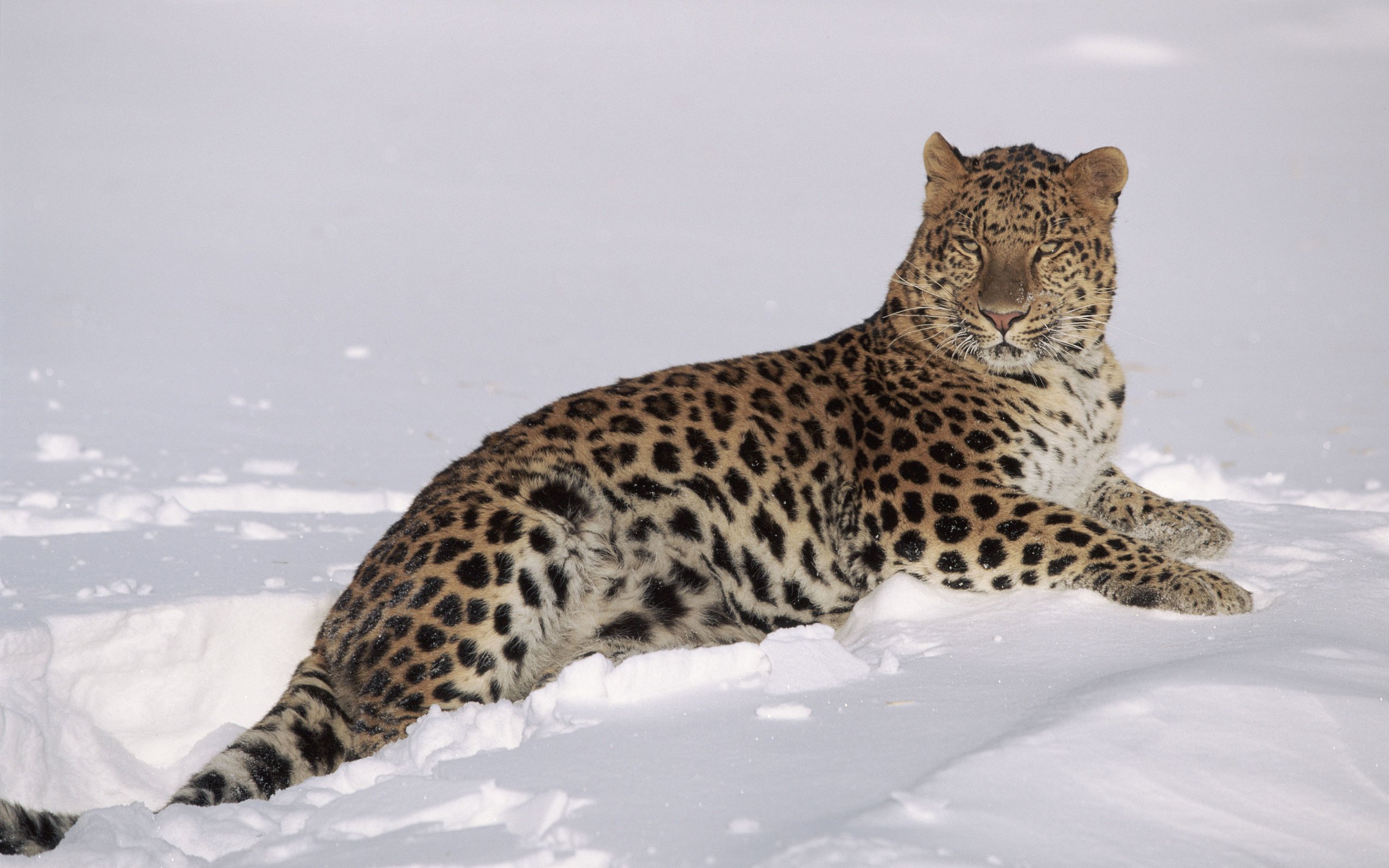 Обои снег, зима, леопард, хищник, большая кошка, lynn m. stone, snow, winter, leopard, predator, big cat разрешение 3840x2400 Загрузить