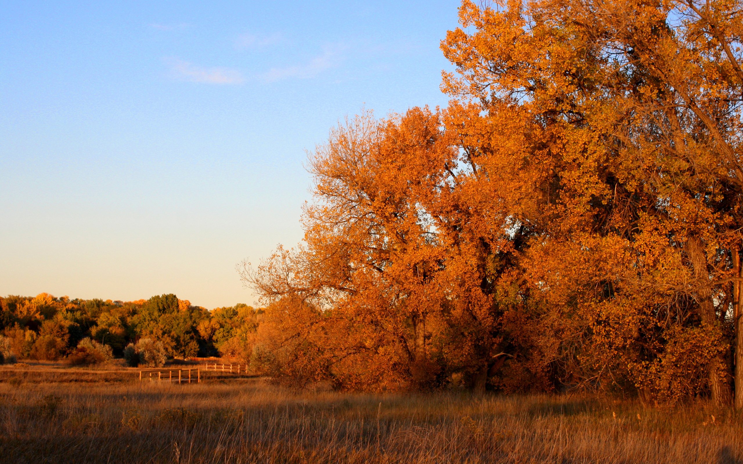 Обои деревья, природа, лес, парк, осень, trees, nature, forest, park, autumn разрешение 3840x2400 Загрузить