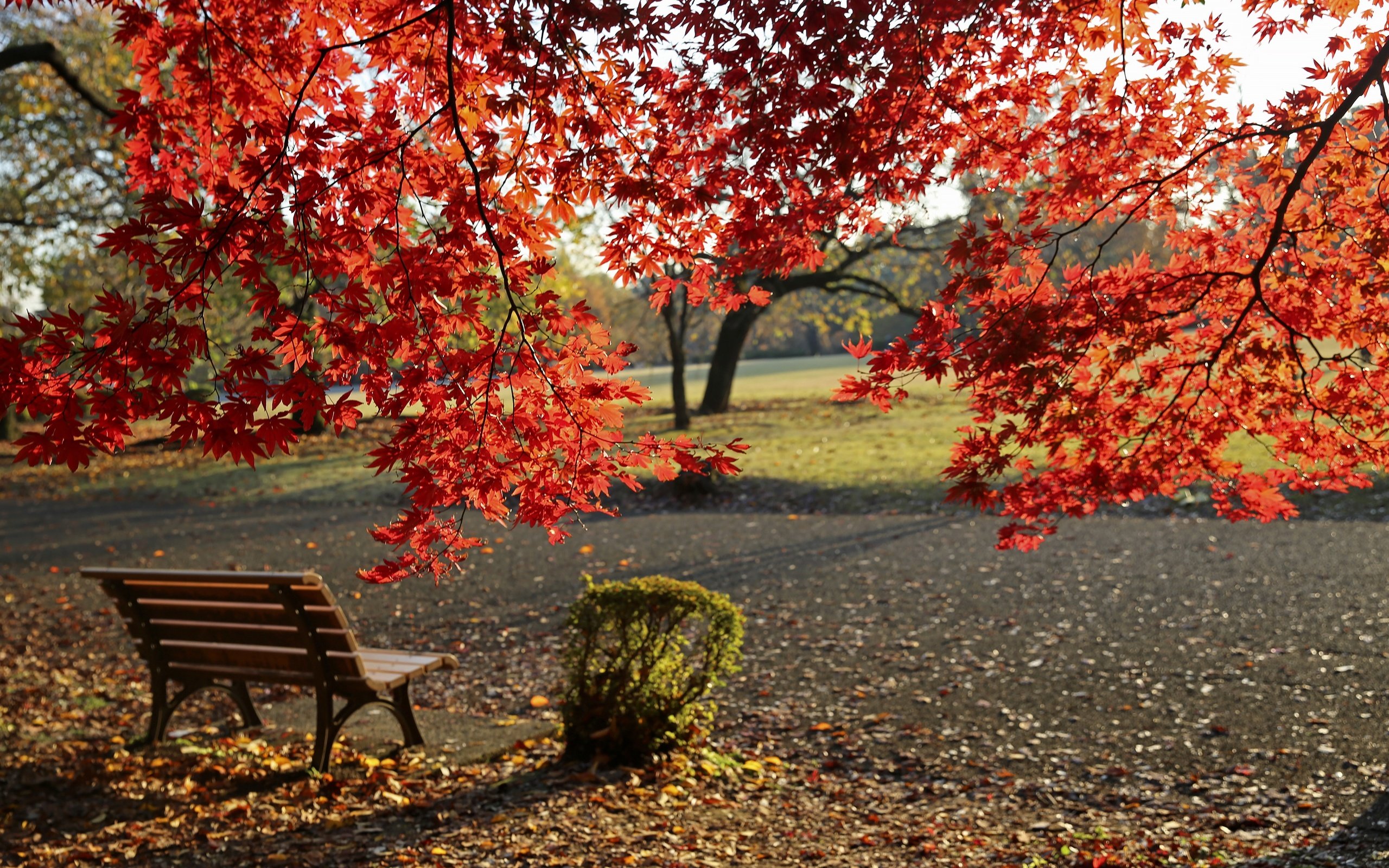 Обои деревья, листья, парк, листва, осень, скамейка, клен, trees, leaves, park, foliage, autumn, bench, maple разрешение 3602x2398 Загрузить