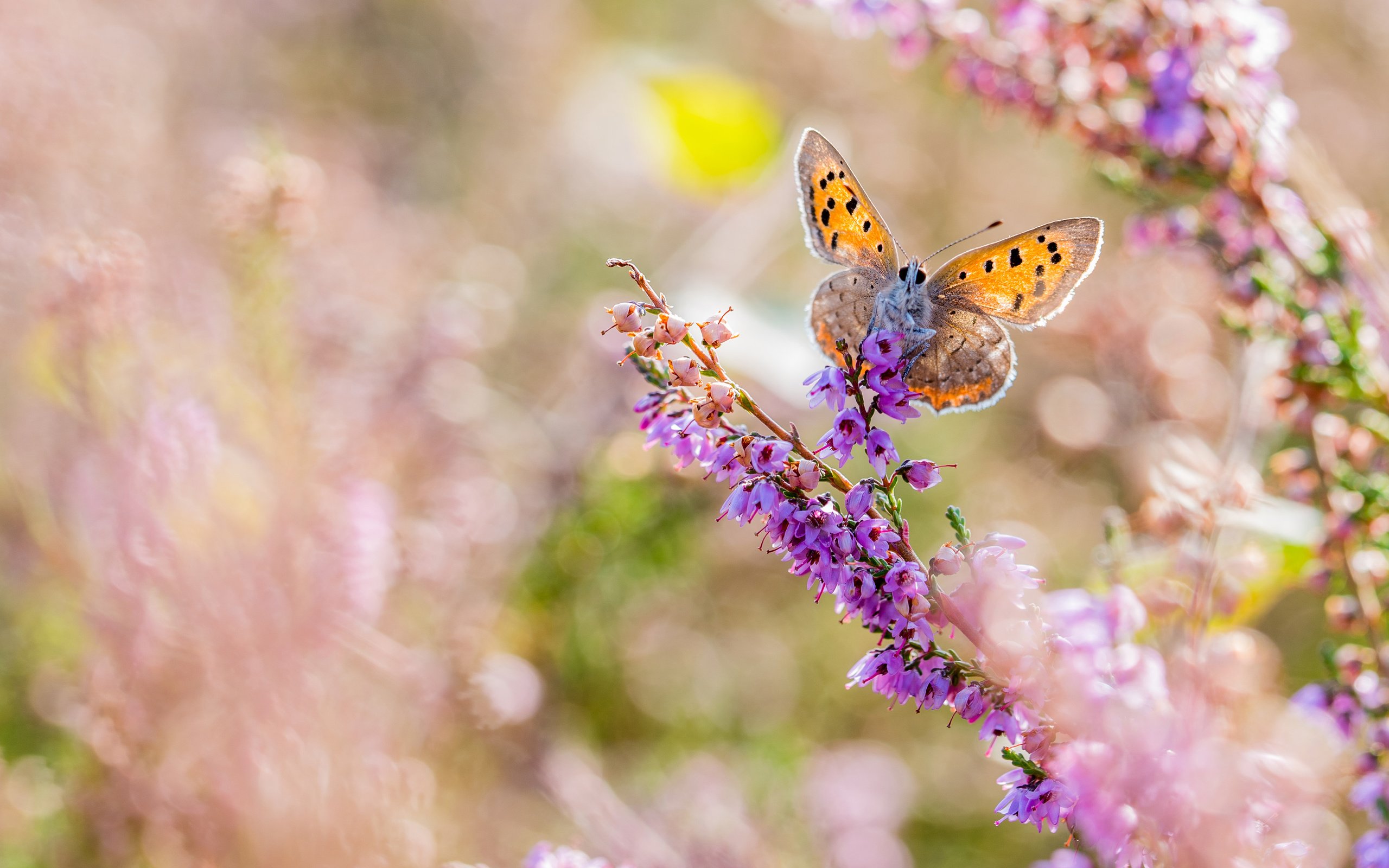 Обои цветы, макро, насекомое, бабочка, крылья, размытость, flowers, macro, insect, butterfly, wings, blur разрешение 3840x2400 Загрузить