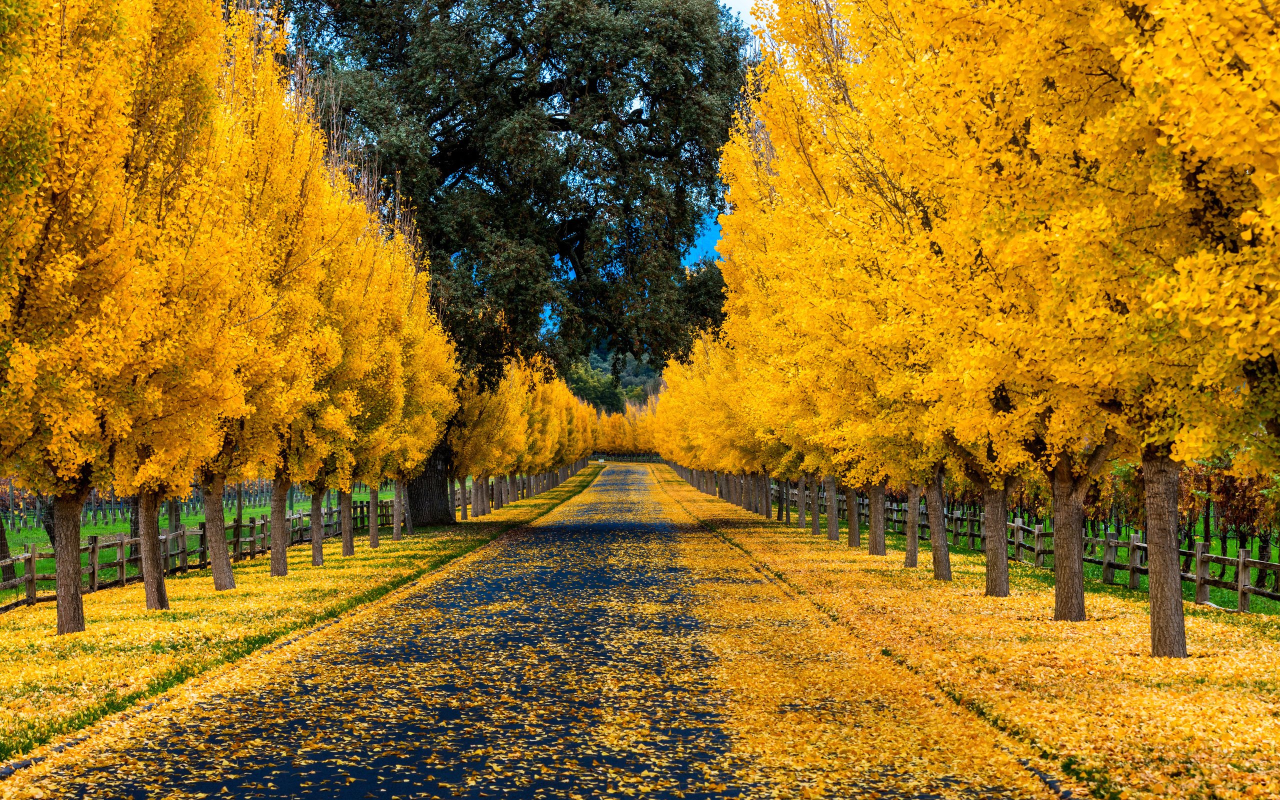 Обои дорога, деревья, природа, листья, парк, осень, забор, аллея, road, trees, nature, leaves, park, autumn, the fence, alley разрешение 3840x2400 Загрузить