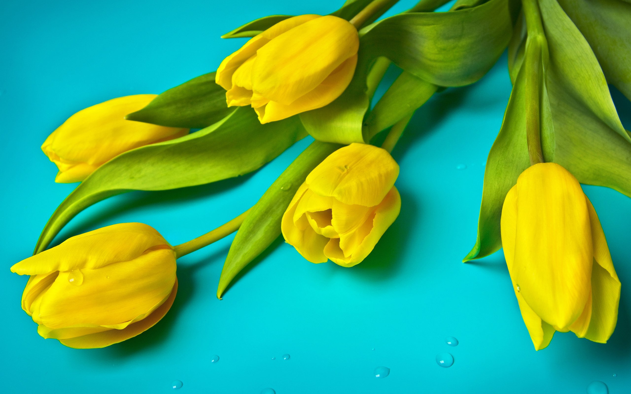 Желто синие тюльпаны