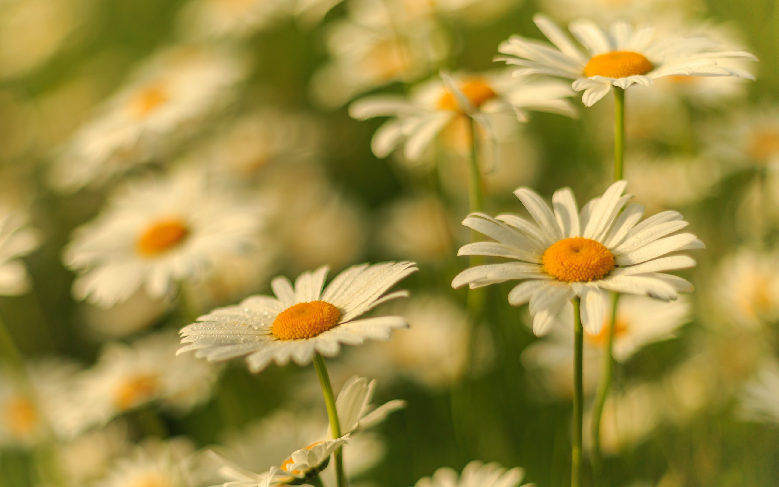 Обои цветы, лепестки, размытость, ромашки, белые, стебли, flowers, petals, blur, chamomile, white, stems разрешение 2560x1828 Загрузить