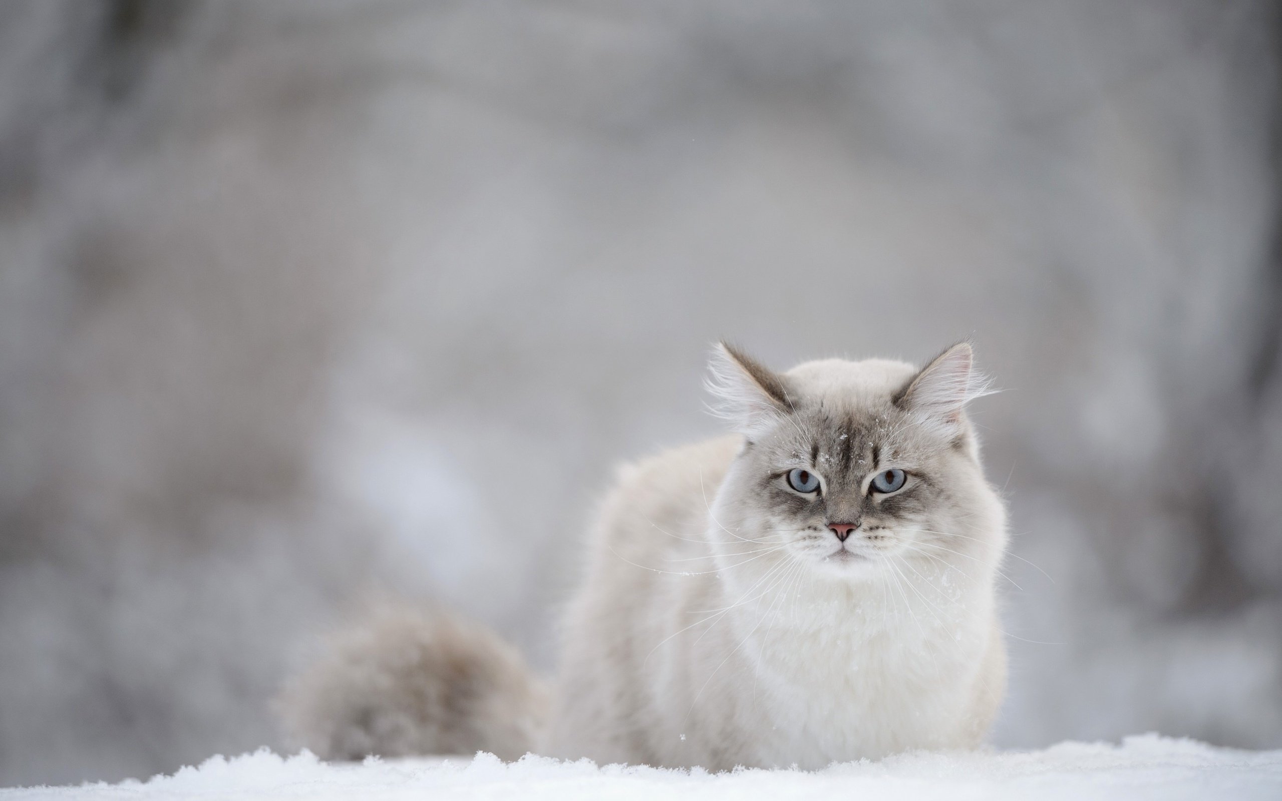 Обои снег, зима, кот, мордочка, усы, кошка, взгляд, snow, winter, cat, muzzle, mustache, look разрешение 2880x1800 Загрузить
