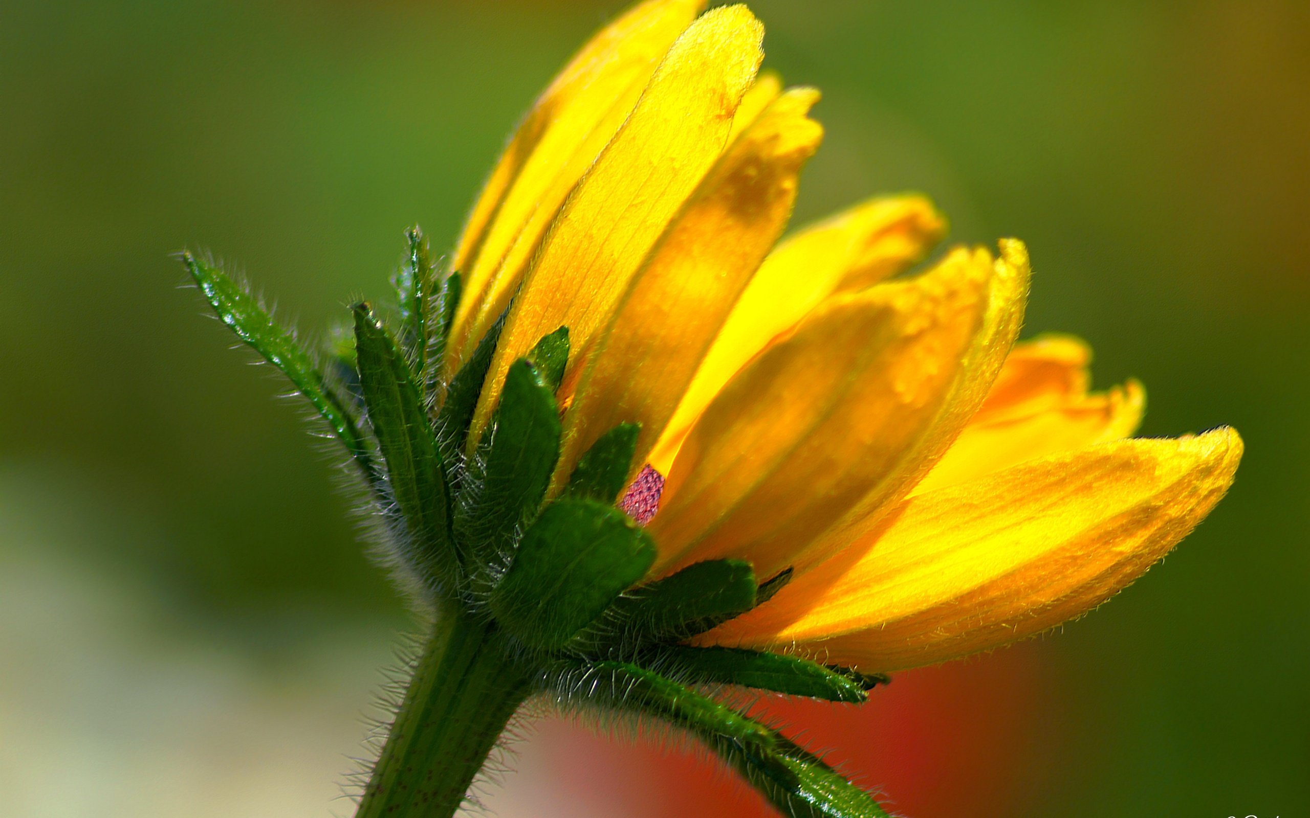 Обои желтый, макро, фон, цветок, лепестки, стебель, yellow, macro, background, flower, petals, stem разрешение 5456x3630 Загрузить