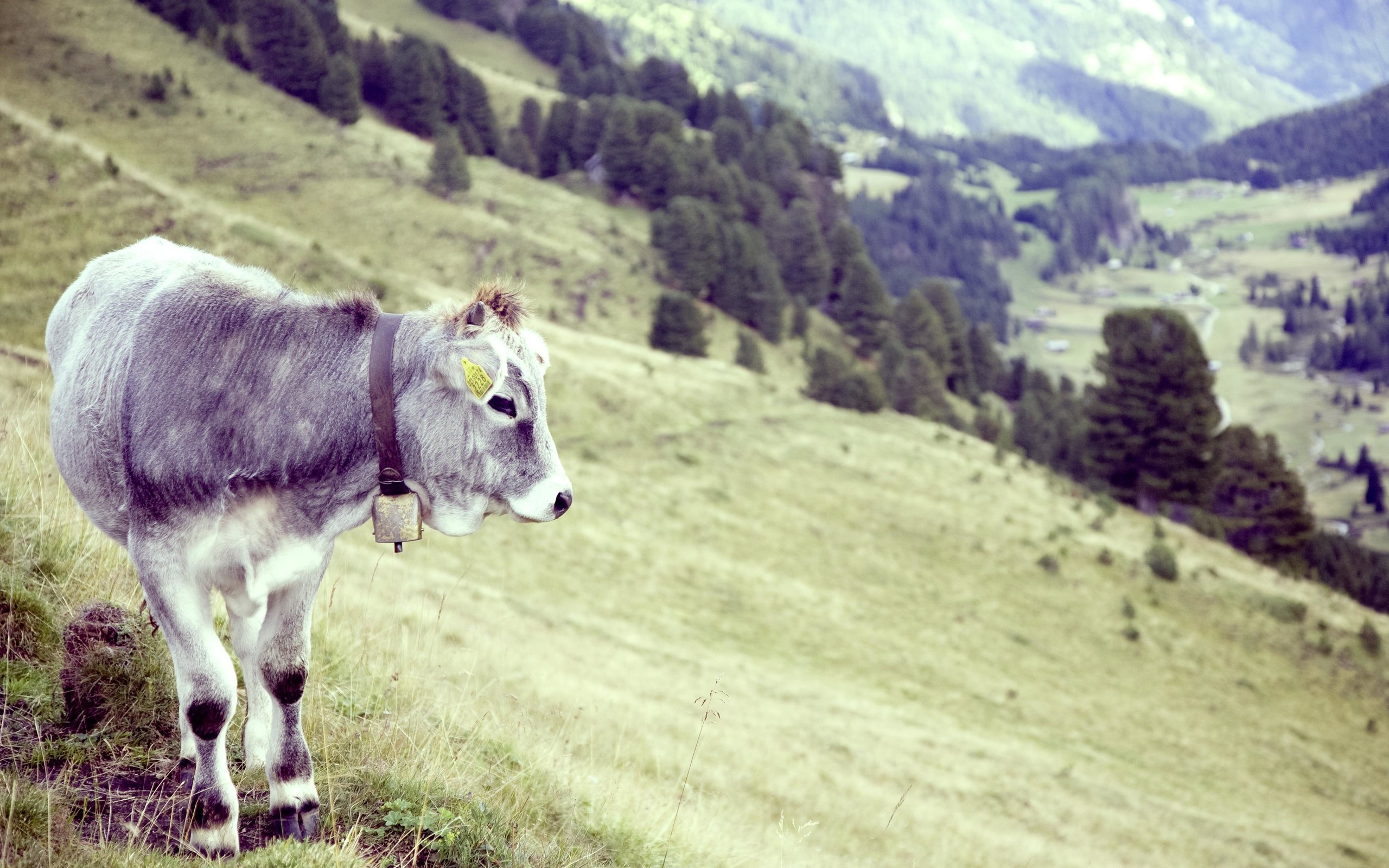 Обои трава, деревья, рога, корова, бык, grass, trees, horns, cow, bull разрешение 4368x2912 Загрузить