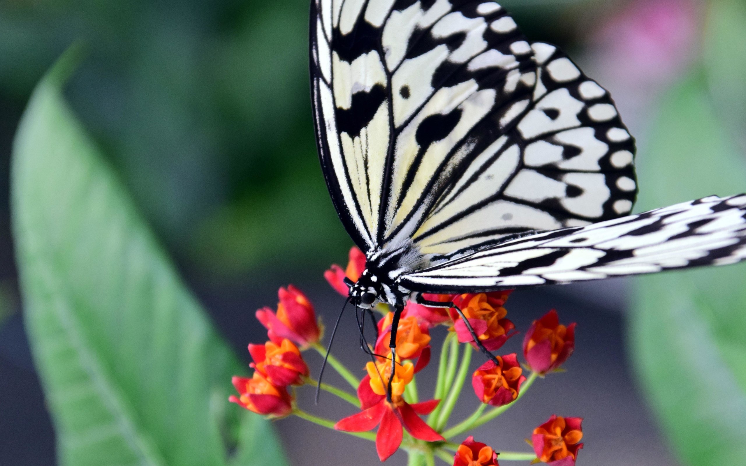 Обои насекомое, цветок, бабочка, крылья, insect, flower, butterfly, wings разрешение 5984x3328 Загрузить