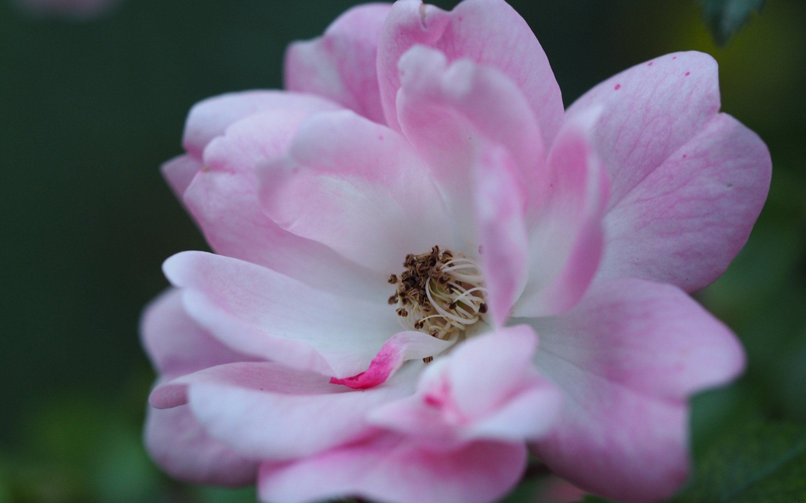 Обои цветок, лепестки, пыльца, розовый цветок, крупным планом, flower, petals, pollen, pink flower, closeup разрешение 4608x3456 Загрузить