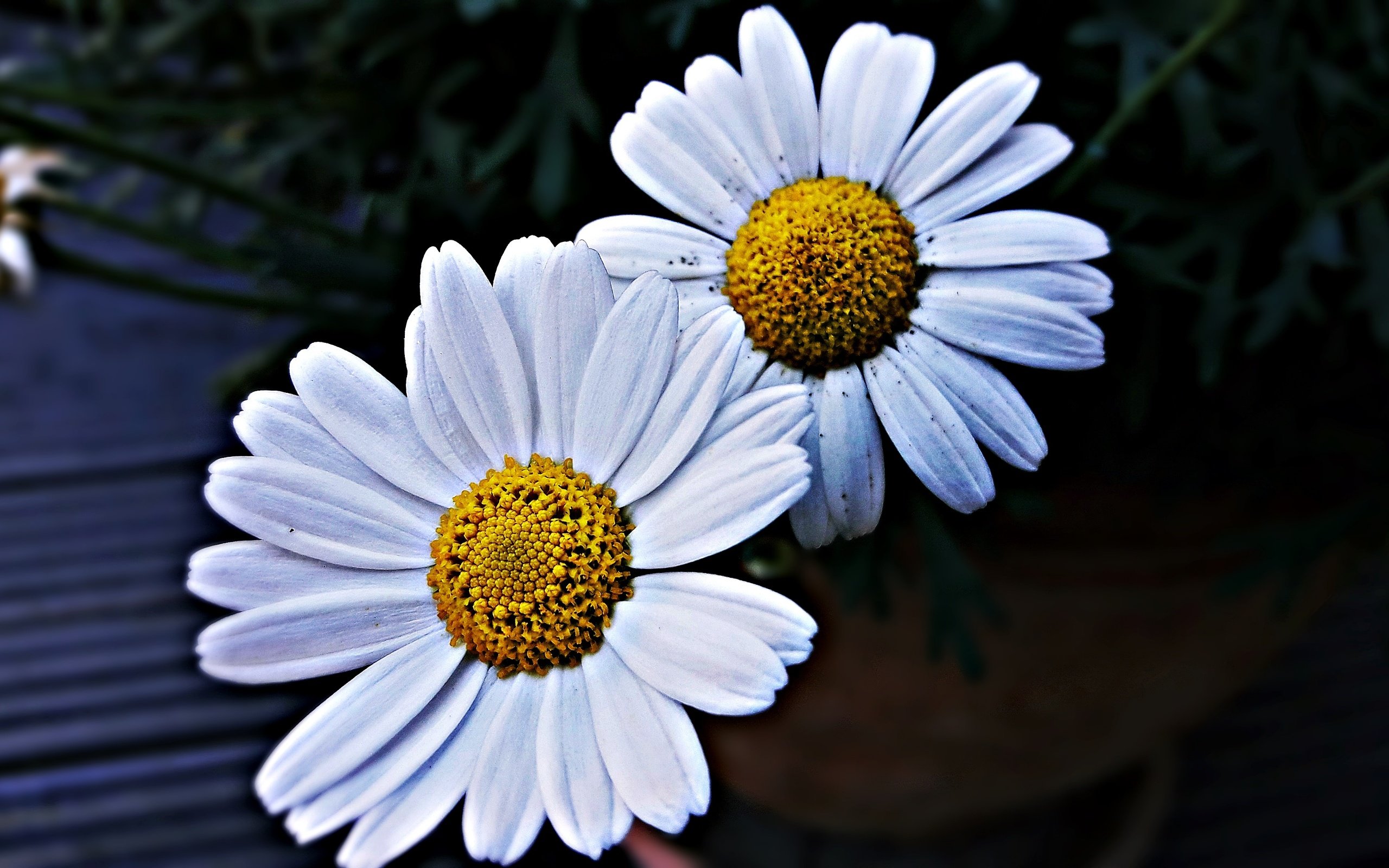 Обои лепестки, ромашки, крупным планом, белые цветы, petals, chamomile, closeup, white flowers разрешение 4128x2322 Загрузить