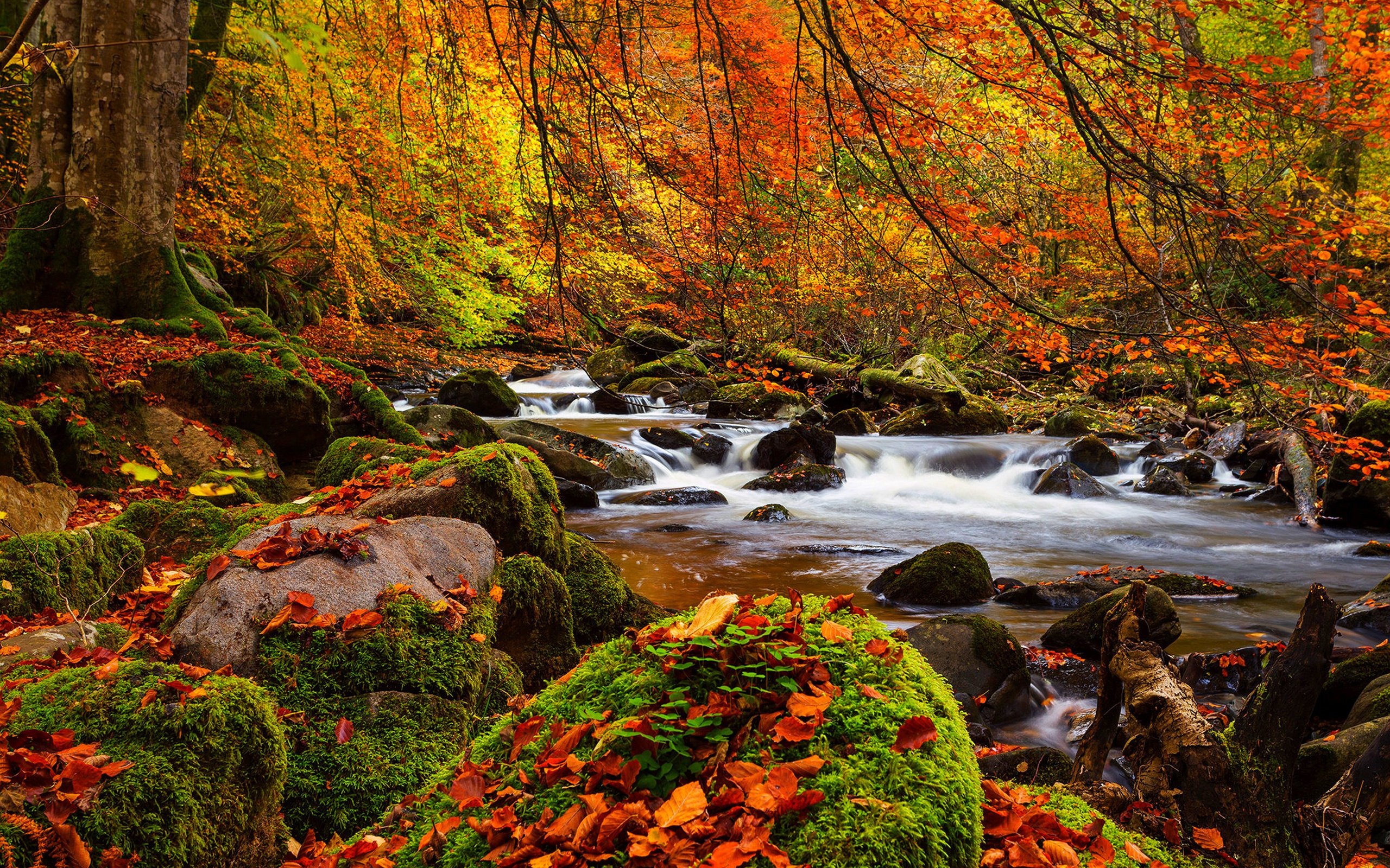 Обои деревья, мох, река, природа, камни, лес, листья, пейзаж, осень, trees, moss, river, nature, stones, forest, leaves, landscape, autumn разрешение 3840x2400 Загрузить