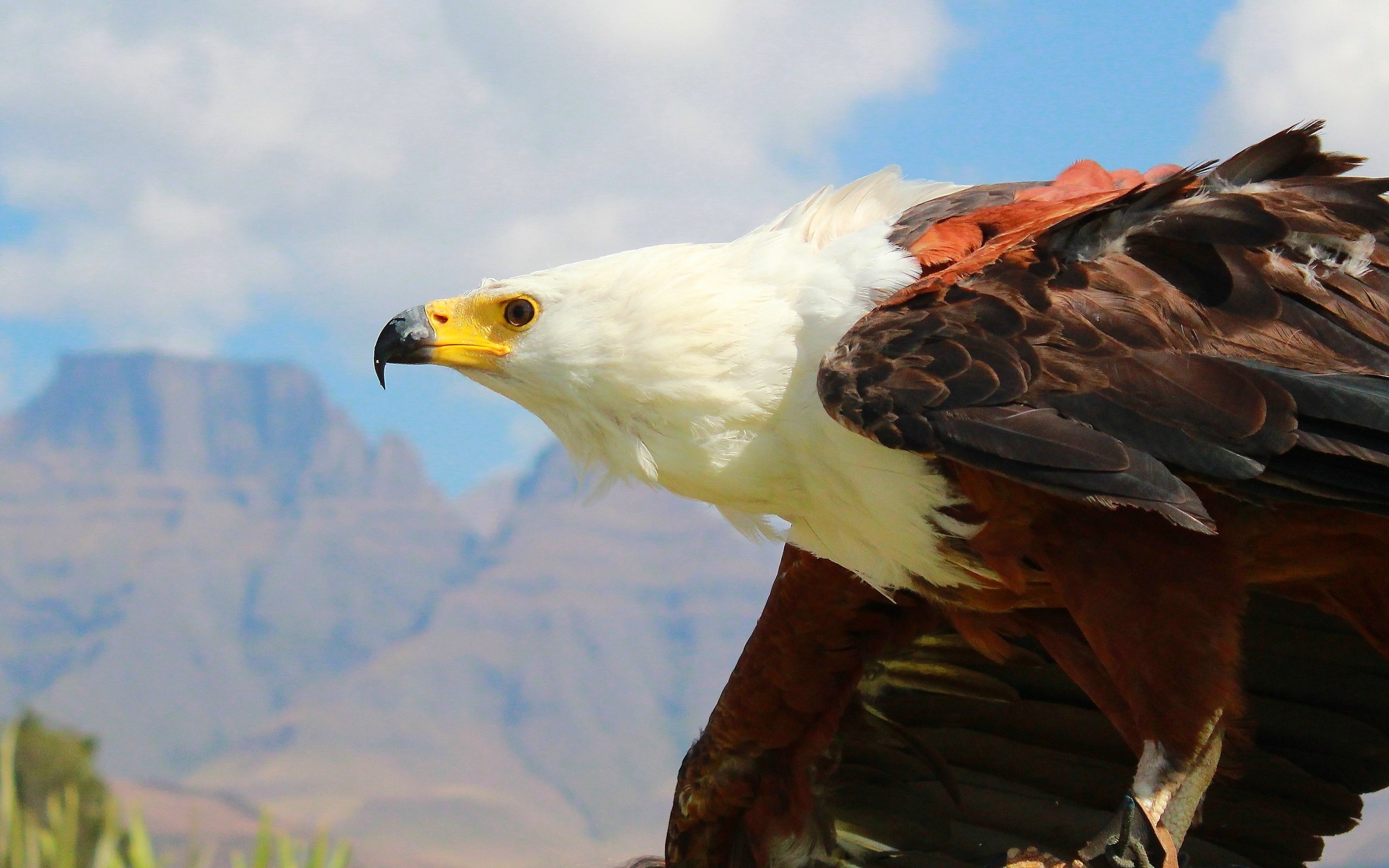 Обои орел, хищник, птица, клюв, перья, белоголовый орлан, eagle, predator, bird, beak, feathers, bald eagle разрешение 4856x2167 Загрузить