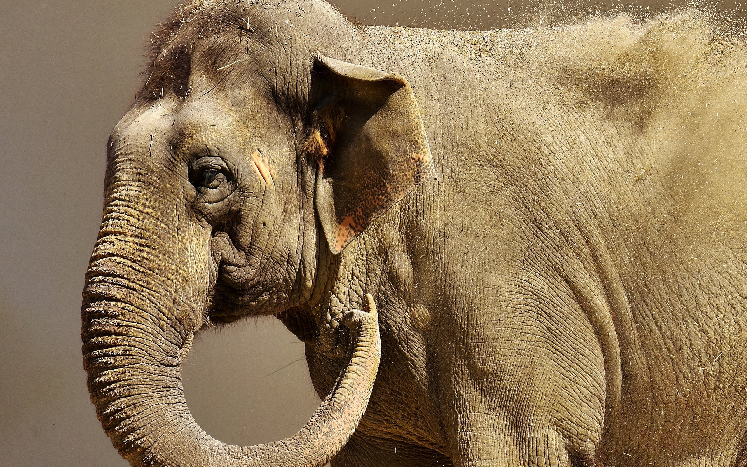 This animal is big. Животное с хоботом. Хобот слона. Животное с носом слона. Животное с хоботом но не слон.