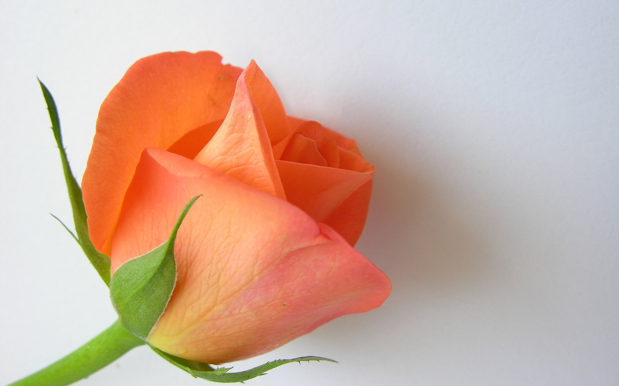 Обои цветок, роза, лепестки, бутон, белый фон, крупным планом, flower, rose, petals, bud, white background, closeup разрешение 3264x2448 Загрузить