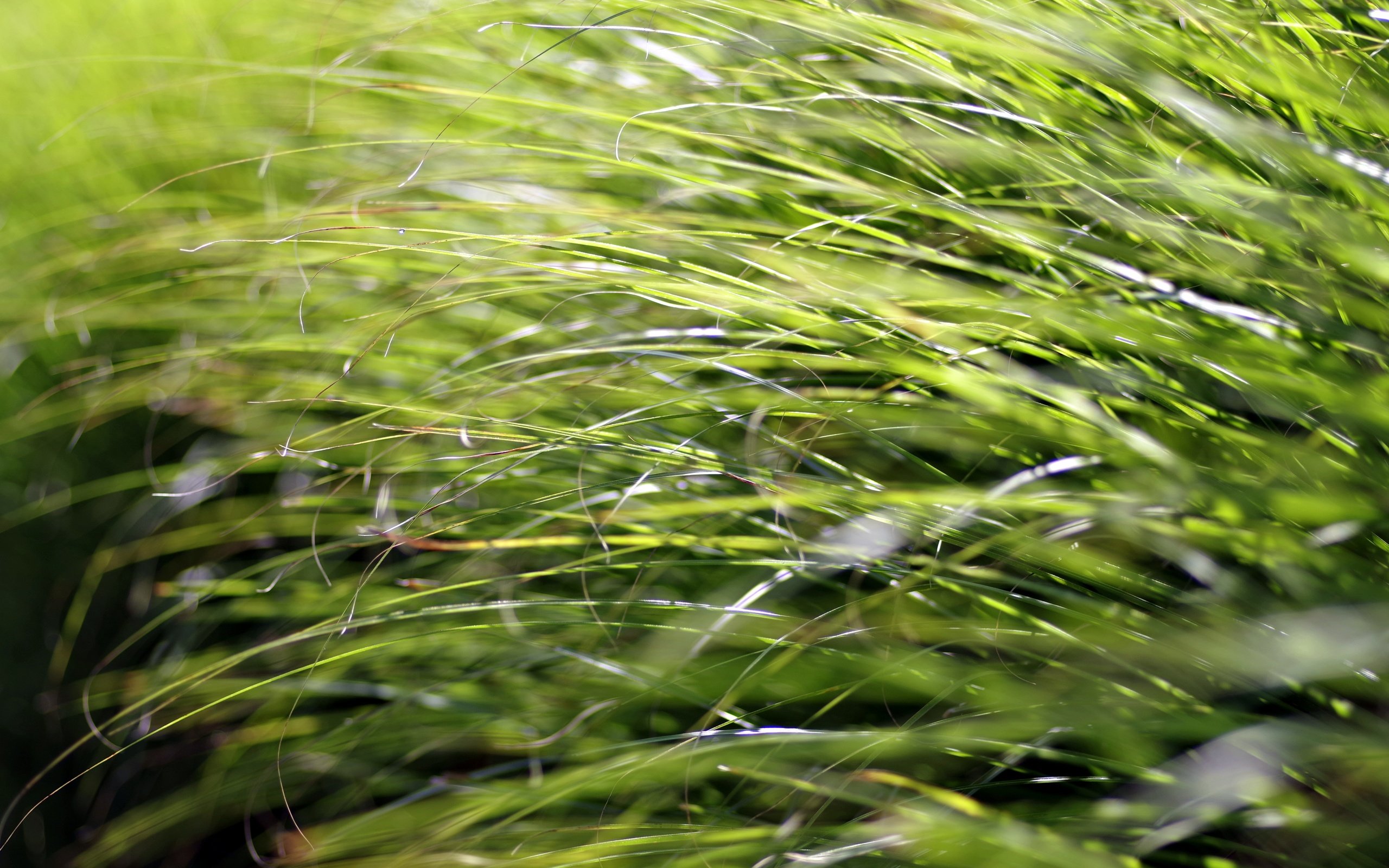 Обои трава, природа, макро, крупным планом, grass, nature, macro, closeup разрешение 5472x3648 Загрузить