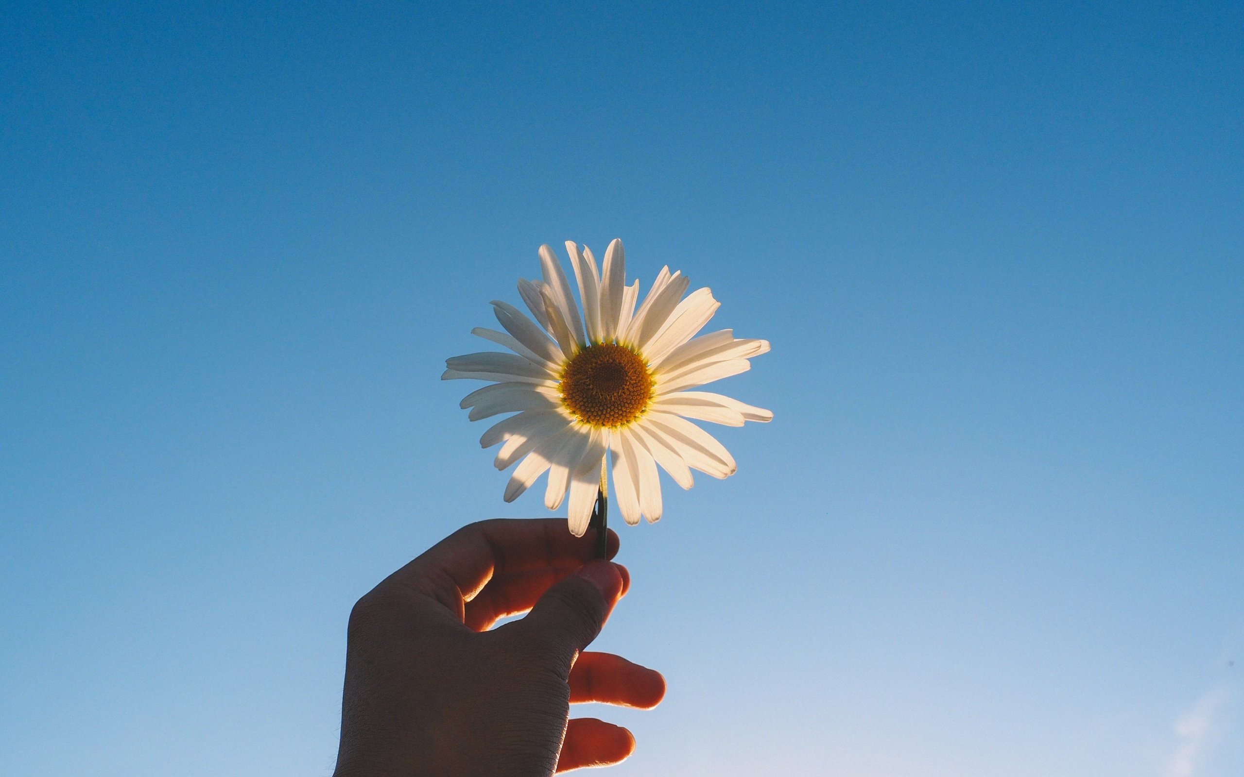 Обои рука, цветок, лепестки, ромашка, голубое небо, hand, flower, petals, daisy, blue sky разрешение 4608x2592 Загрузить