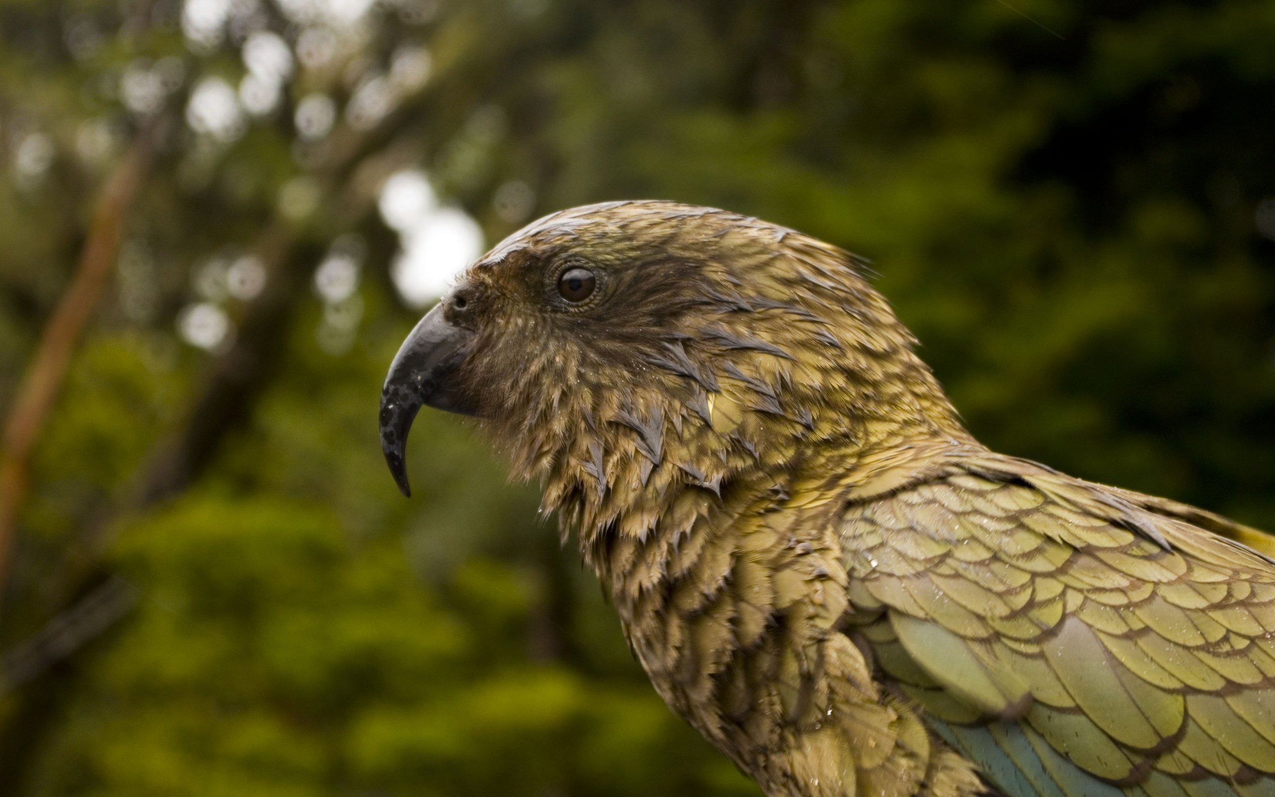 Обои птица, клюв, перья, попугай, kea parrot, bird, beak, feathers, parrot разрешение 3872x2592 Загрузить