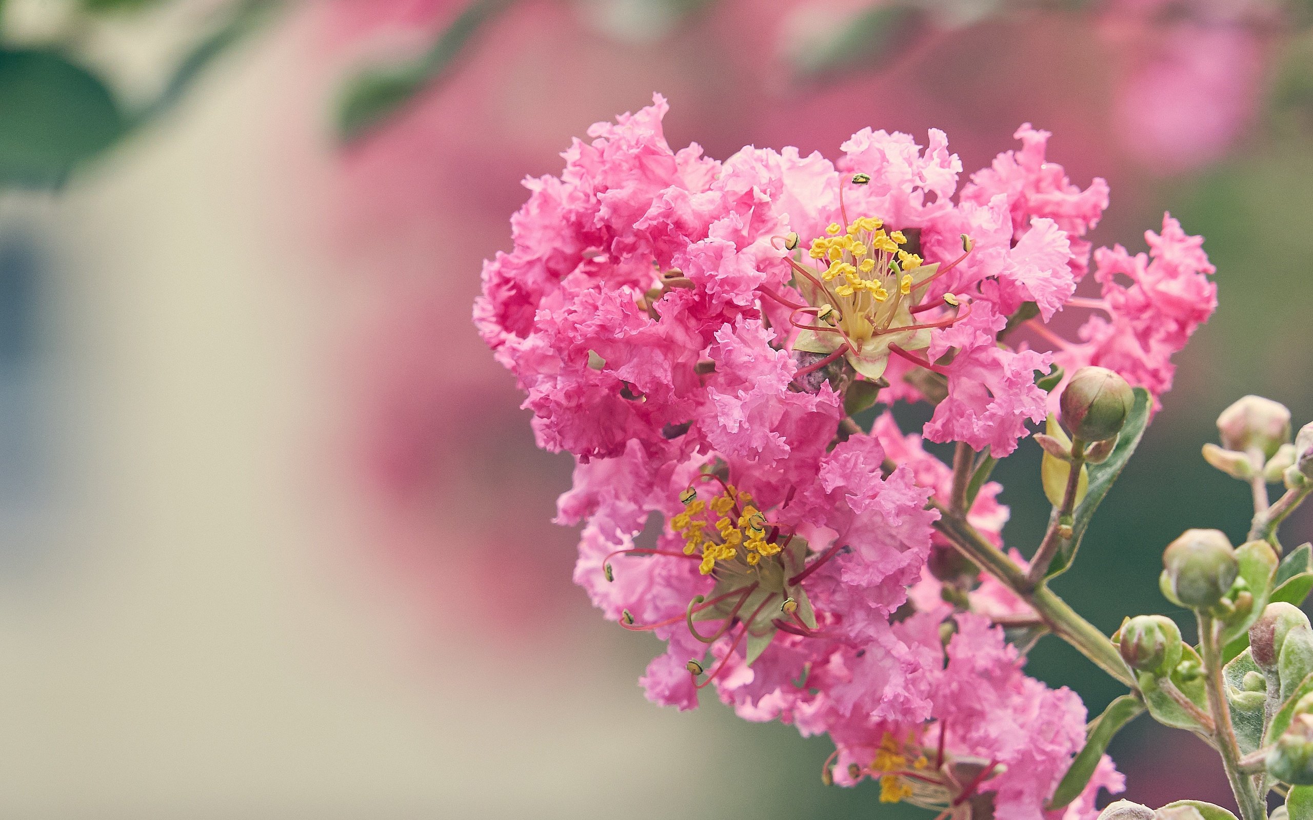 Обои цветение, цветок, размытость, розовые цветы, лагерстремия, flowering, flower, blur, pink flowers, lagerstroemia разрешение 3227x2155 Загрузить