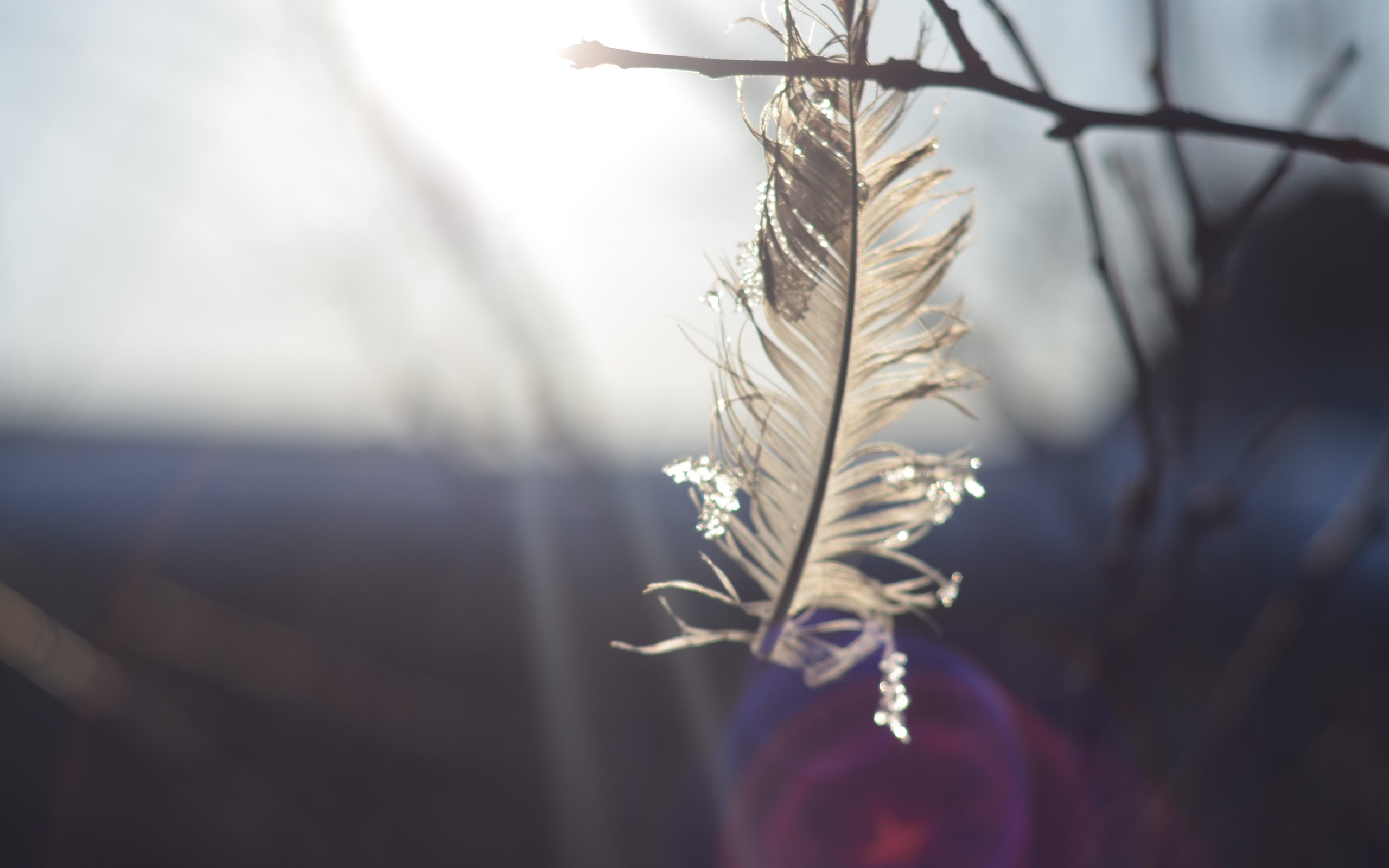 Обои природа, макро, ветки, перья, перо, nature, macro, branches, feathers, pen разрешение 3696x2448 Загрузить