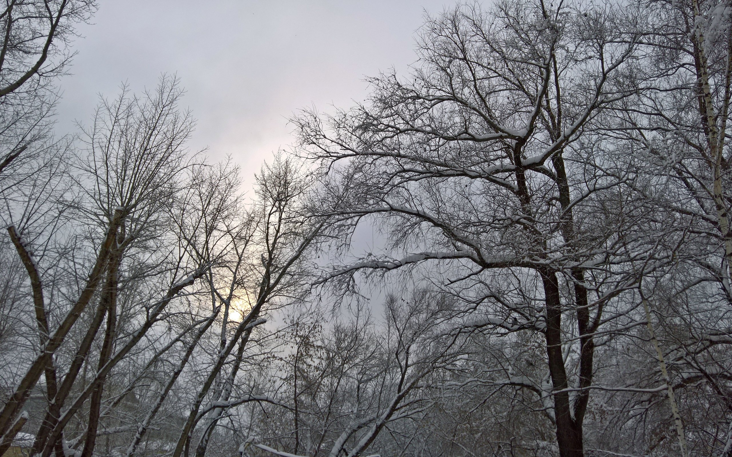 Обои деревья, снег, природа, зима, ветки, снегопад, сказачный лес, trees, snow, nature, winter, branches, snowfall, a dreamlike forest разрешение 5273x2968 Загрузить