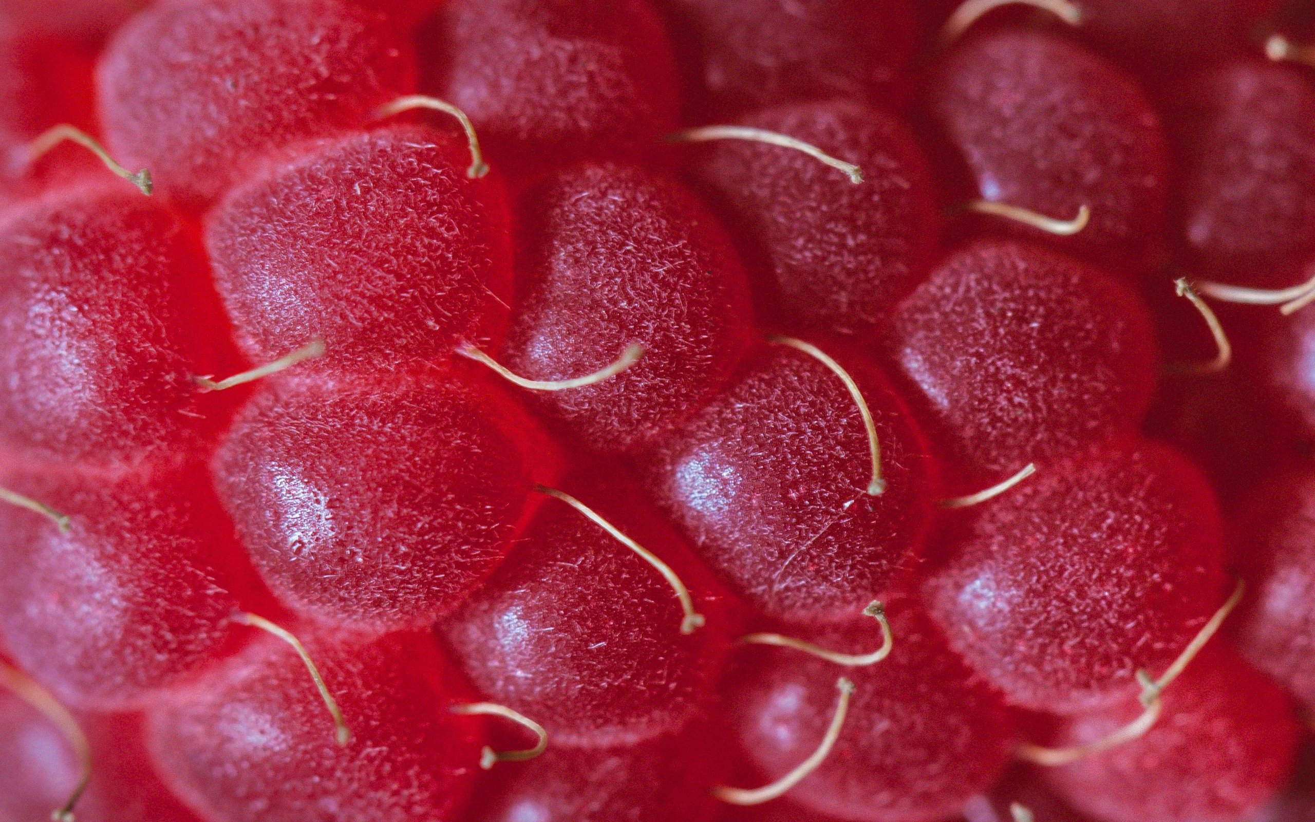 Обои малина, ягода, крупным планом, raspberry, berry, closeup разрешение 3749x2779 Загрузить