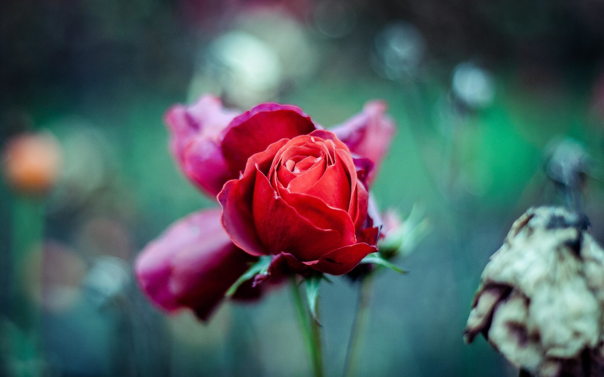 Обои цветы, лепестки, размытость, бутон, стебель, красная роза, flowers, petals, blur, bud, stem, red rose разрешение 3504x2336 Загрузить