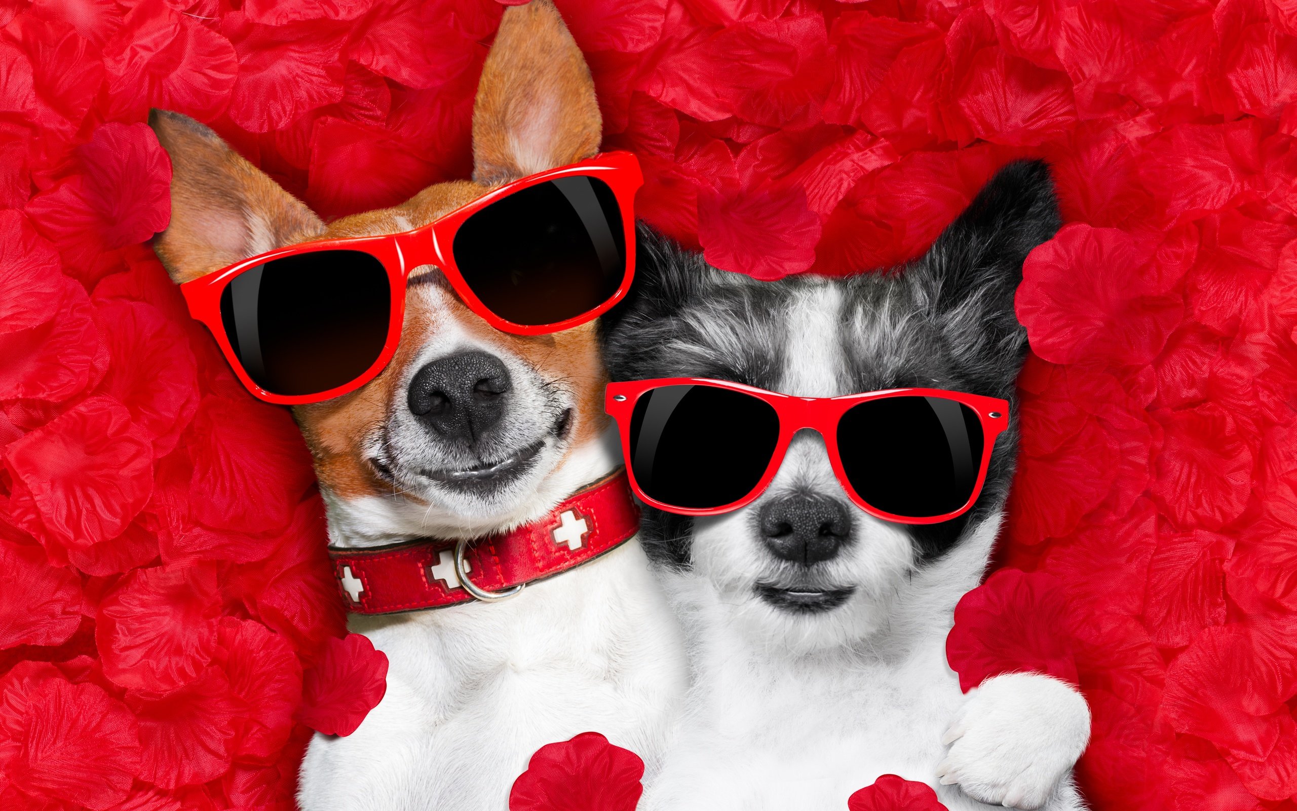 Обои роза, чихуахуа, лепестки, джек-рассел-терьер, очки, сердце, любовь, романтика, юмор, собаки, rose, chihuahua, petals, jack russell terrier, glasses, heart, love, romance, humor, dogs разрешение 5058x3372 Загрузить