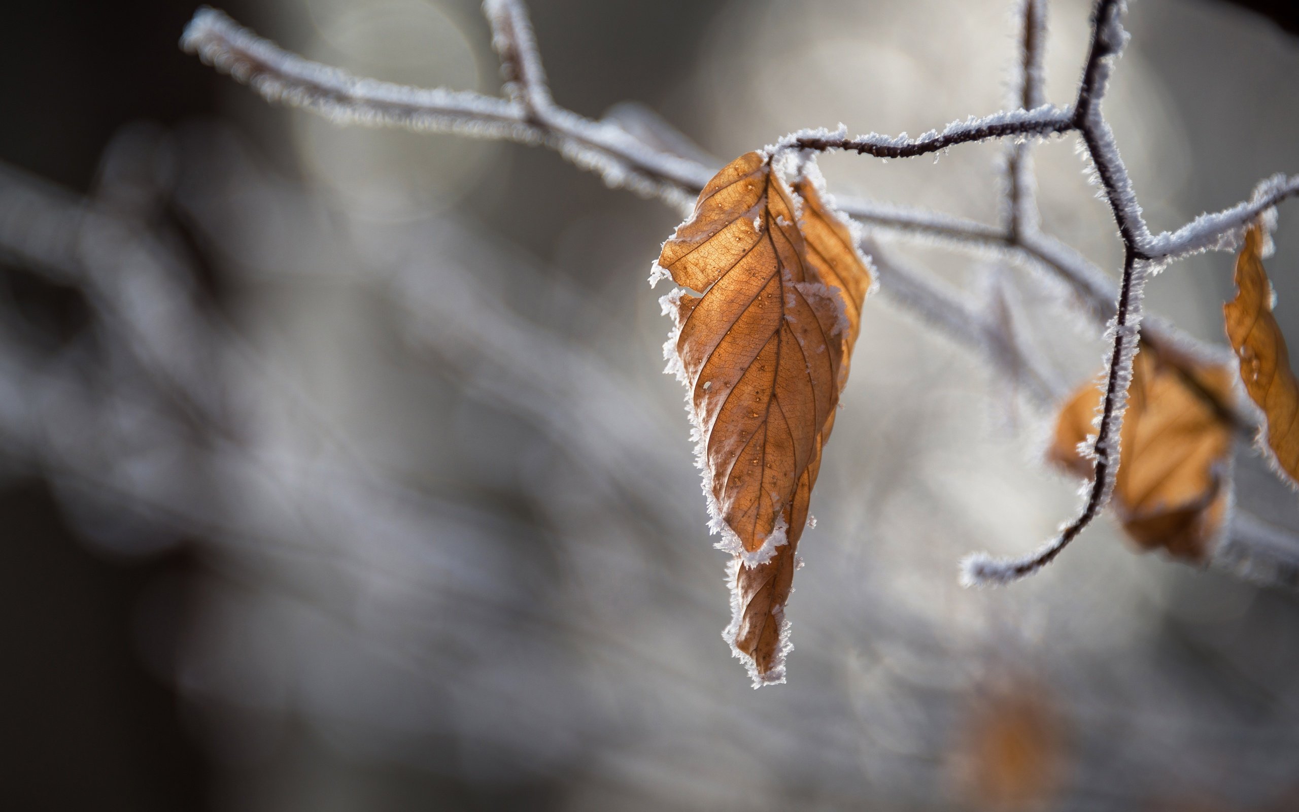 Обои ветка, природа, листья, иней, осень, размытость, branch, nature, leaves, frost, autumn, blur разрешение 6897x4214 Загрузить