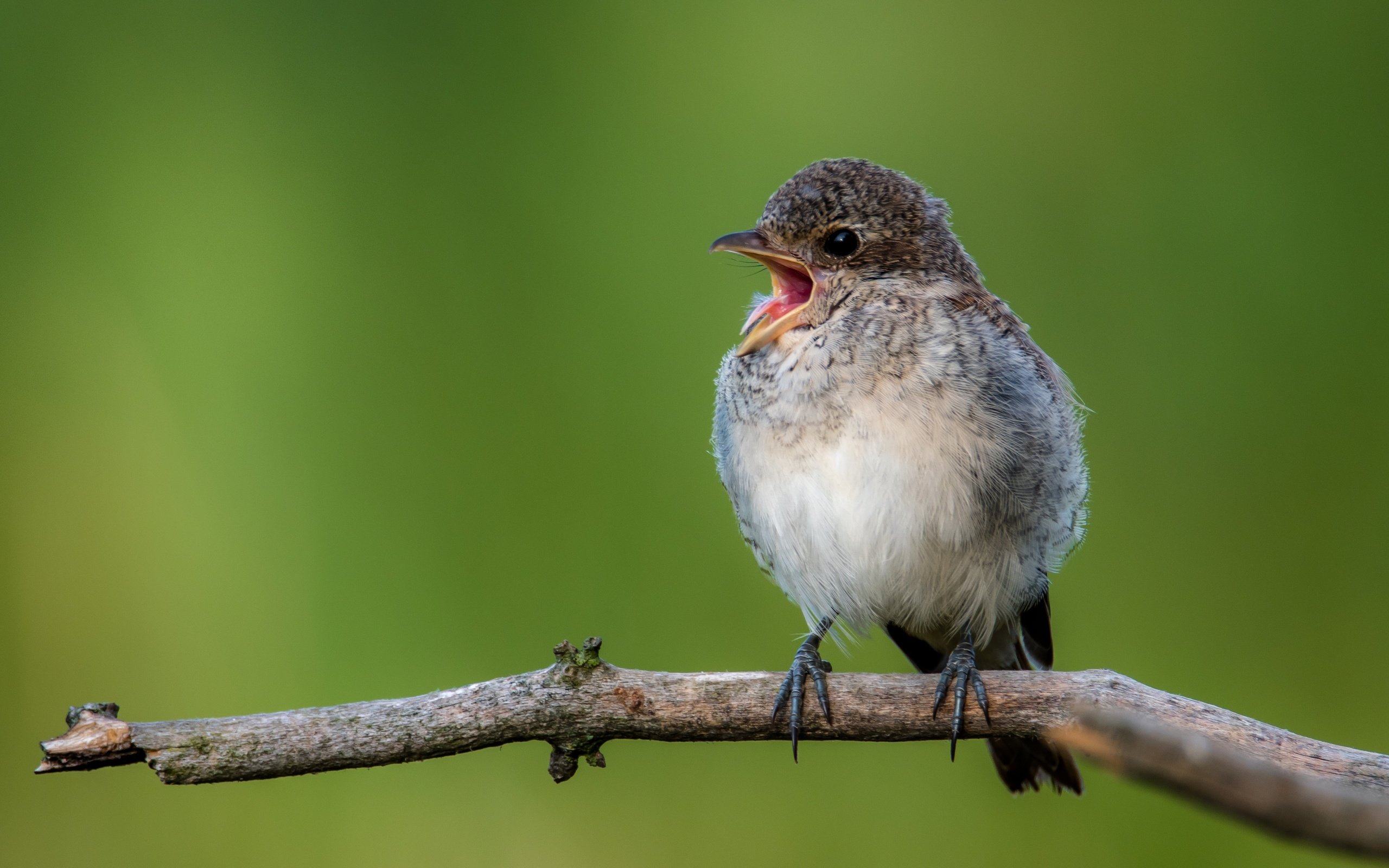 Обои ветка, птица, открытая пасть, птаха, сорокопут, branch, bird, open mouth, shrike разрешение 4448x2502 Загрузить