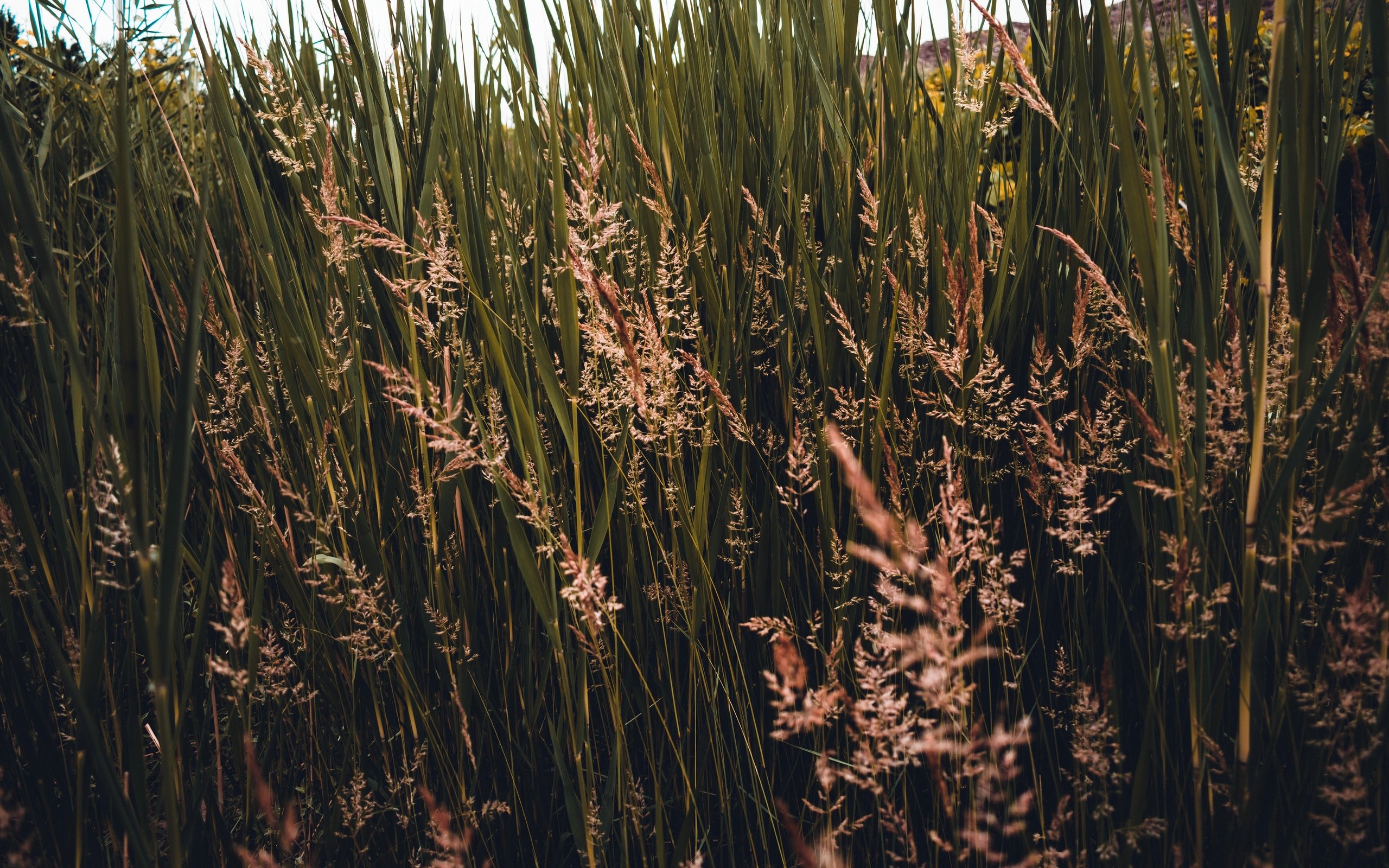 Обои трава, природа, растения, колоски, заросли, grass, nature, plants, spikelets, thickets разрешение 6000x4000 Загрузить