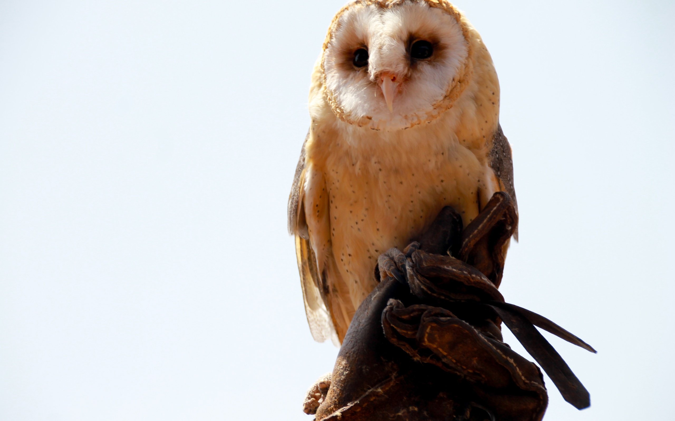 Обои сова, хищник, сидит, птица, белый фон, сипуха, owl, predator, sitting, bird, white background, the barn owl разрешение 4272x2848 Загрузить