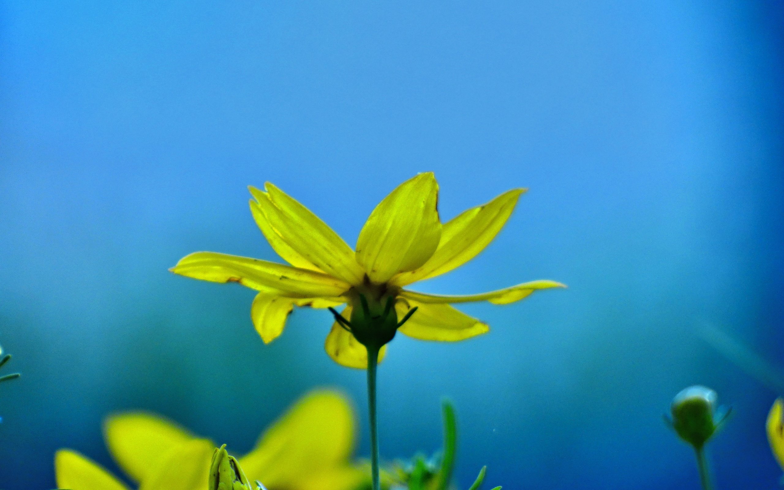 Обои цветы, цветение, лепестки, бутон, весна, желтые, зверобой, flowers, flowering, petals, bud, spring, yellow, st. john's wort разрешение 4608x3456 Загрузить