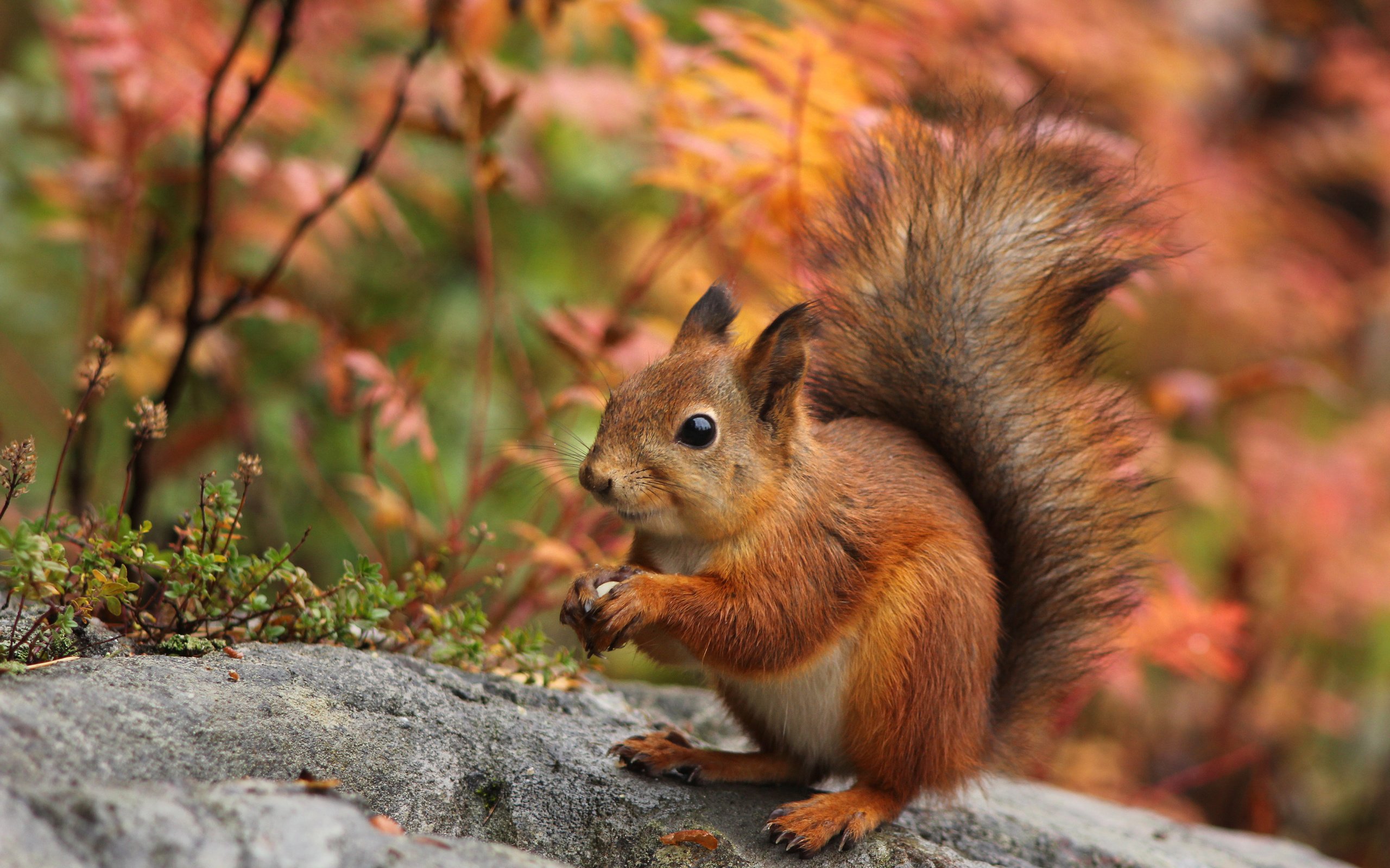 Обои природа, осень, ушки, белка, хвост, белочка, nature, autumn, ears, protein, tail, squirrel разрешение 3500x2334 Загрузить