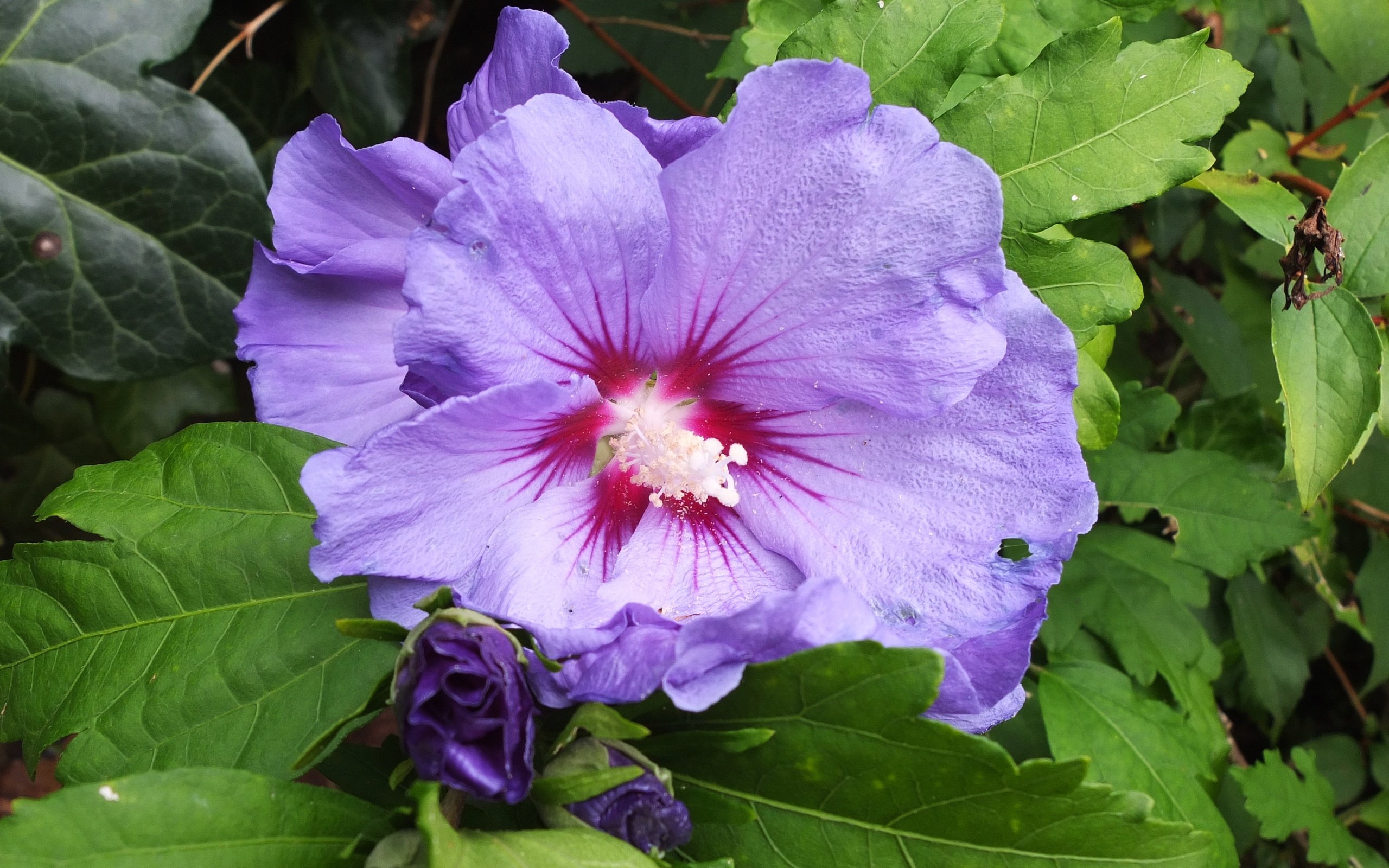 Обои листья, макро, цветок, лепестки, гибискус, leaves, macro, flower, petals, hibiscus разрешение 3319x2490 Загрузить