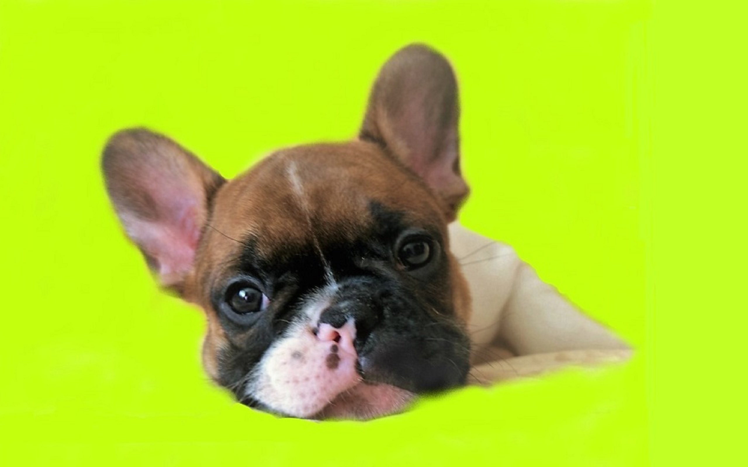 Обои французский бульдог, french bulldog разрешение 3000x1860 Загрузить