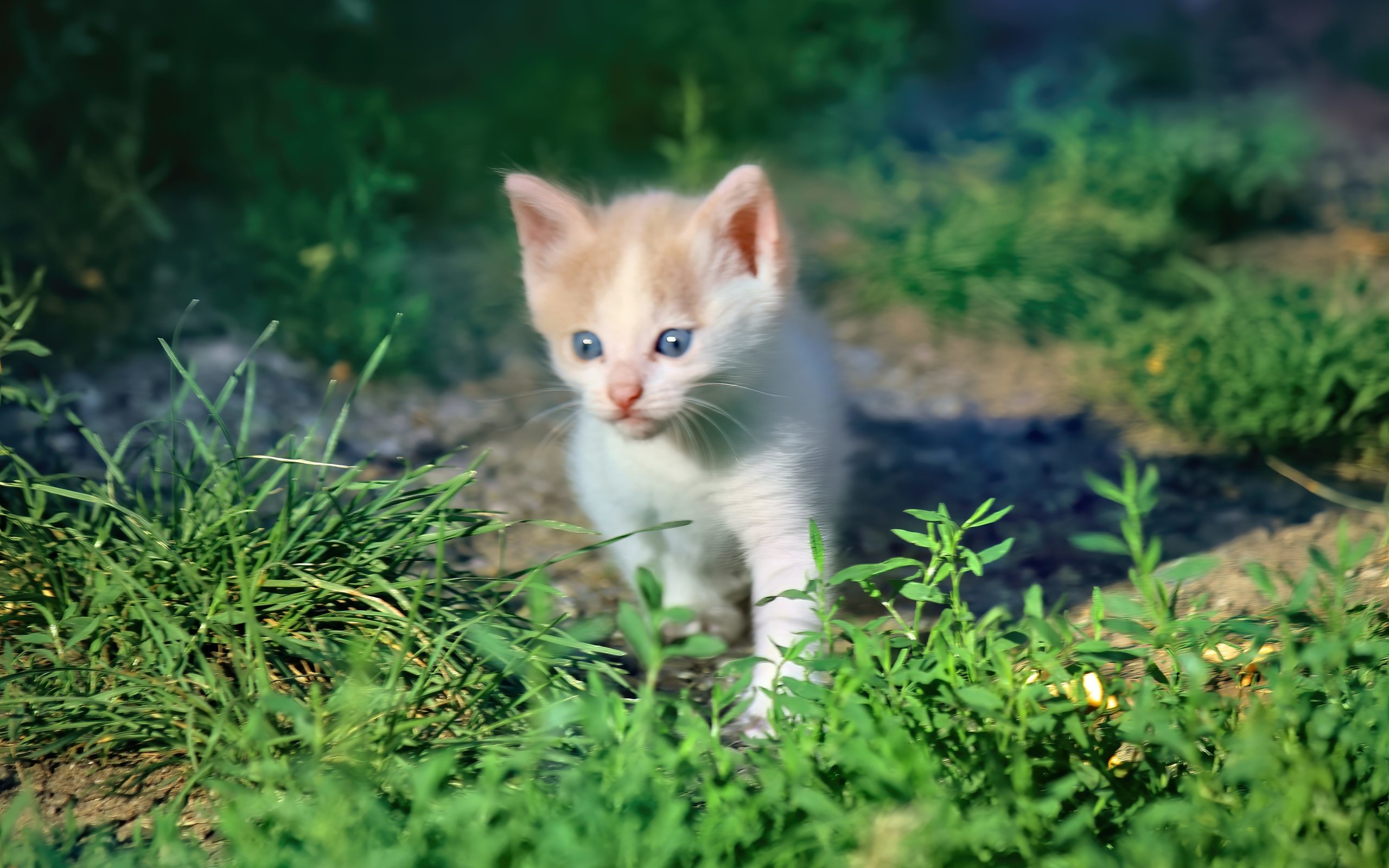 Обои трава, кот, мордочка, кошка, взгляд, котенок, grass, cat, muzzle, look, kitty разрешение 5184x3456 Загрузить