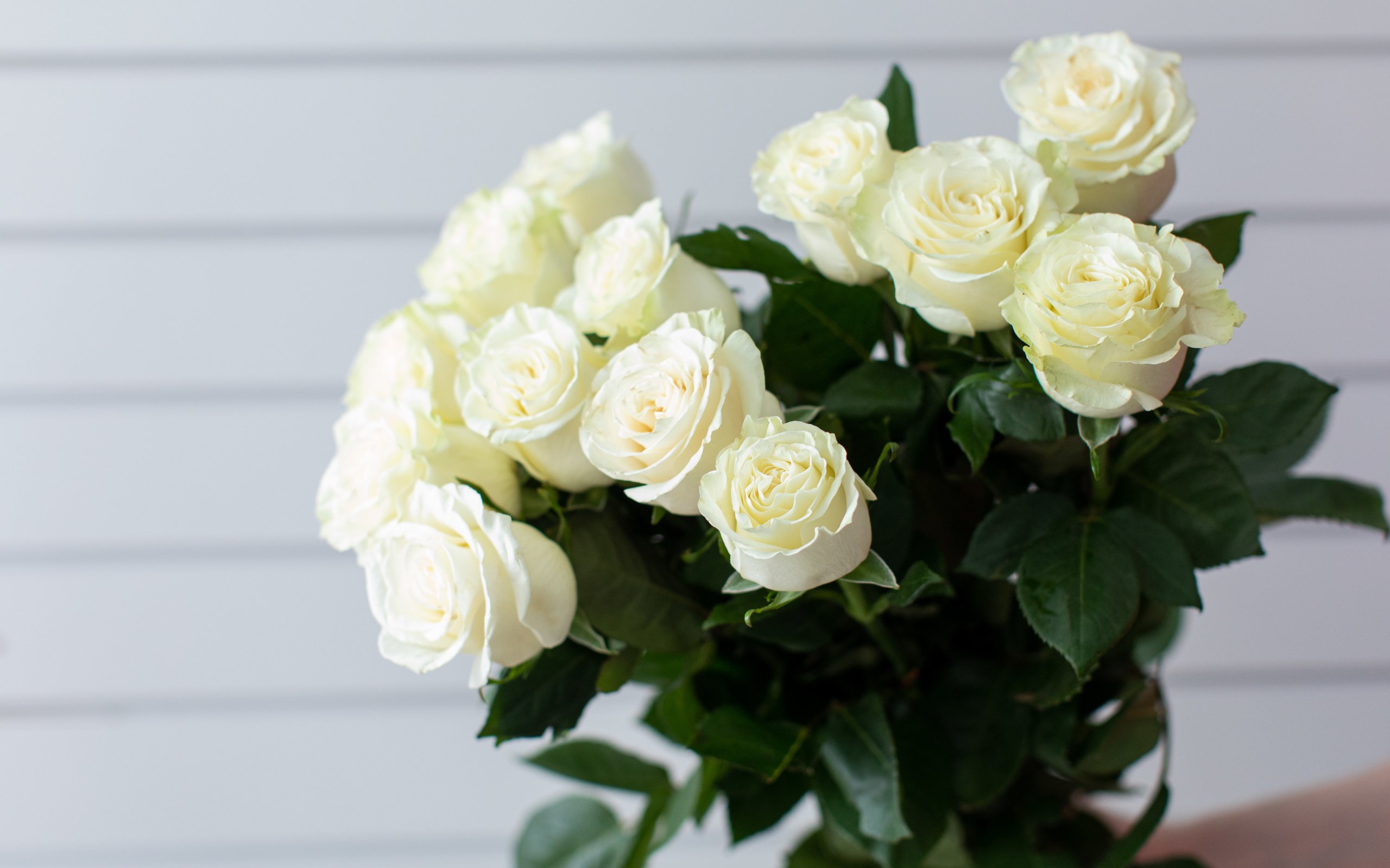 Обои цветы, розы, букет, белые, flowers, roses, bouquet, white разрешение 6357x4238 Загрузить