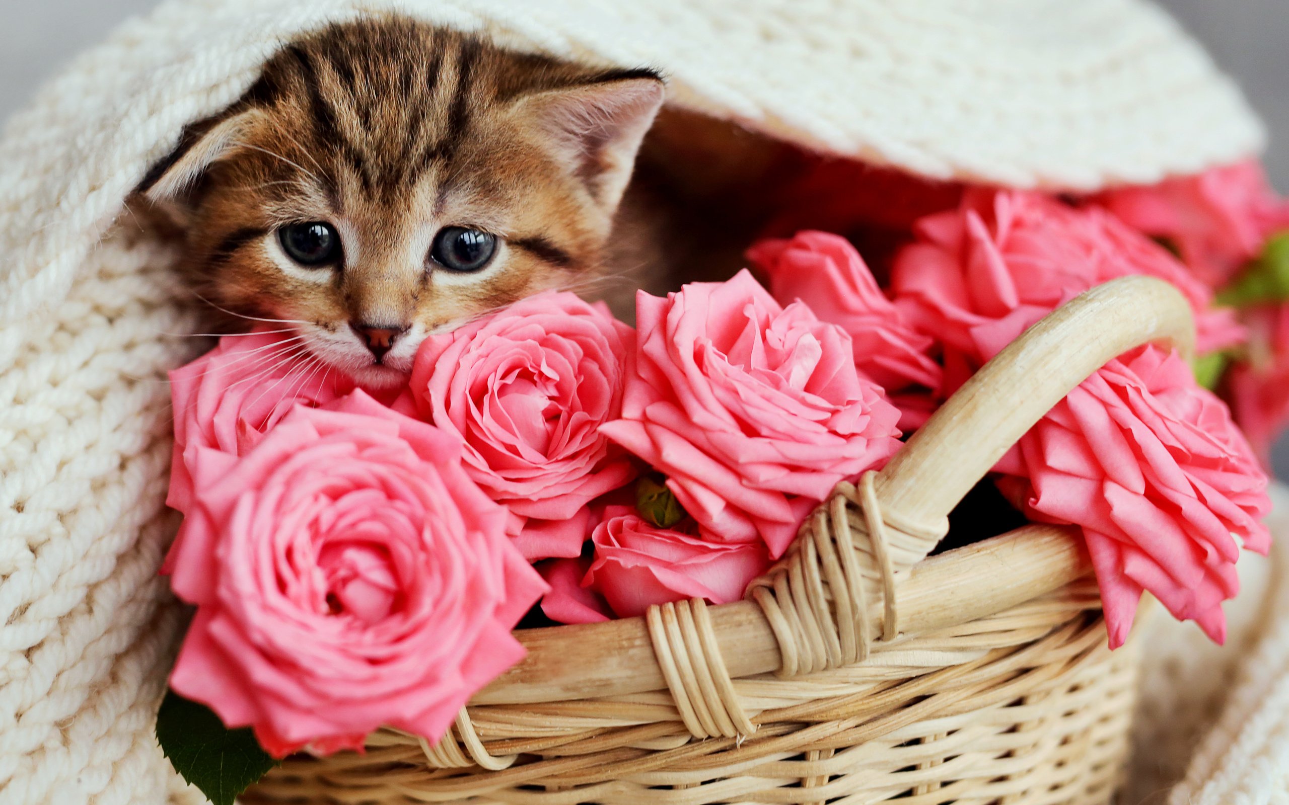 Обои цветы, кот, розы, кошка, котенок, розовые, малыш, корзинка, flowers, cat, roses, kitty, pink, baby, basket разрешение 5760x3821 Загрузить