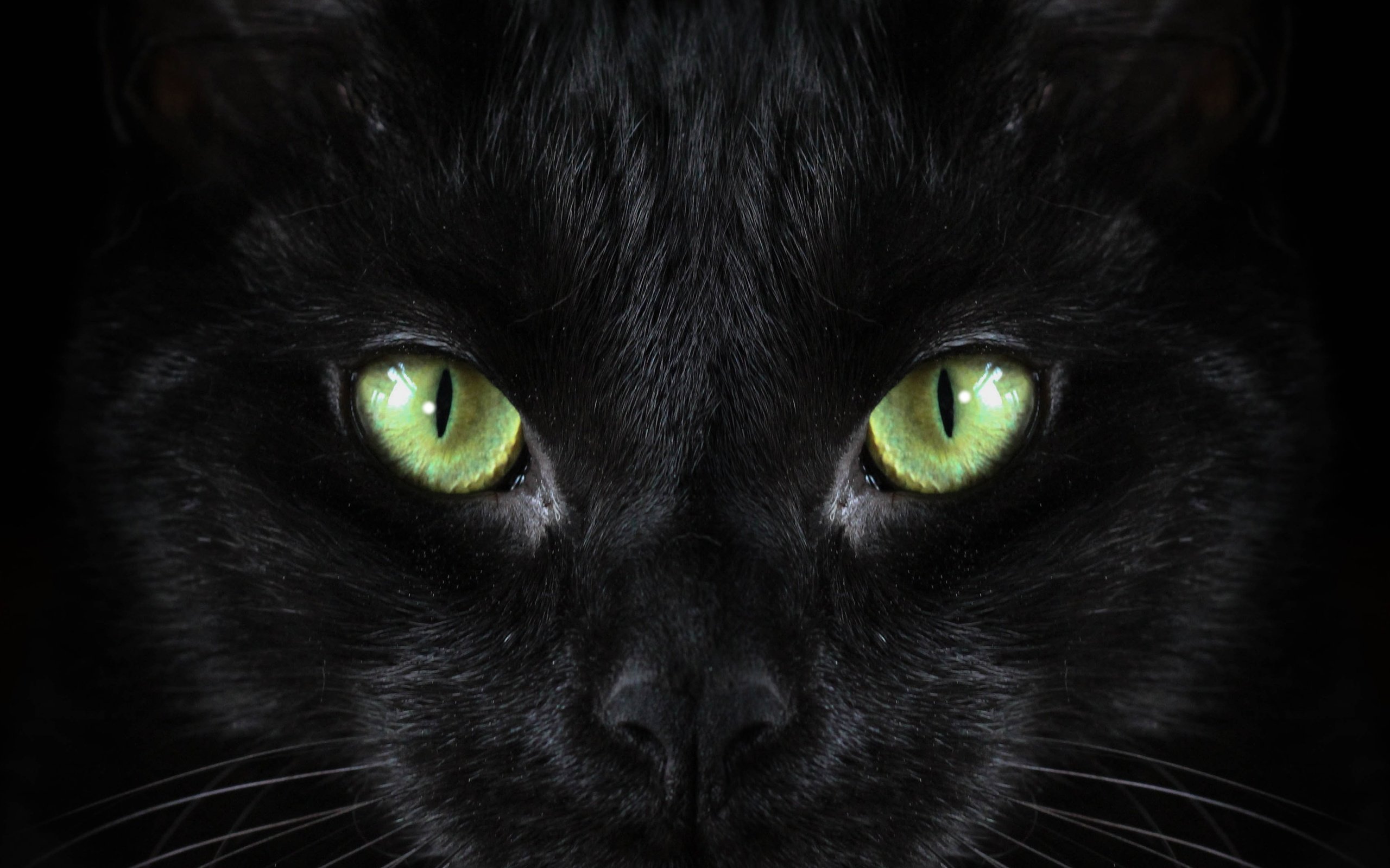 Обои черный кот, black cat разрешение 3750x3000 Загрузить