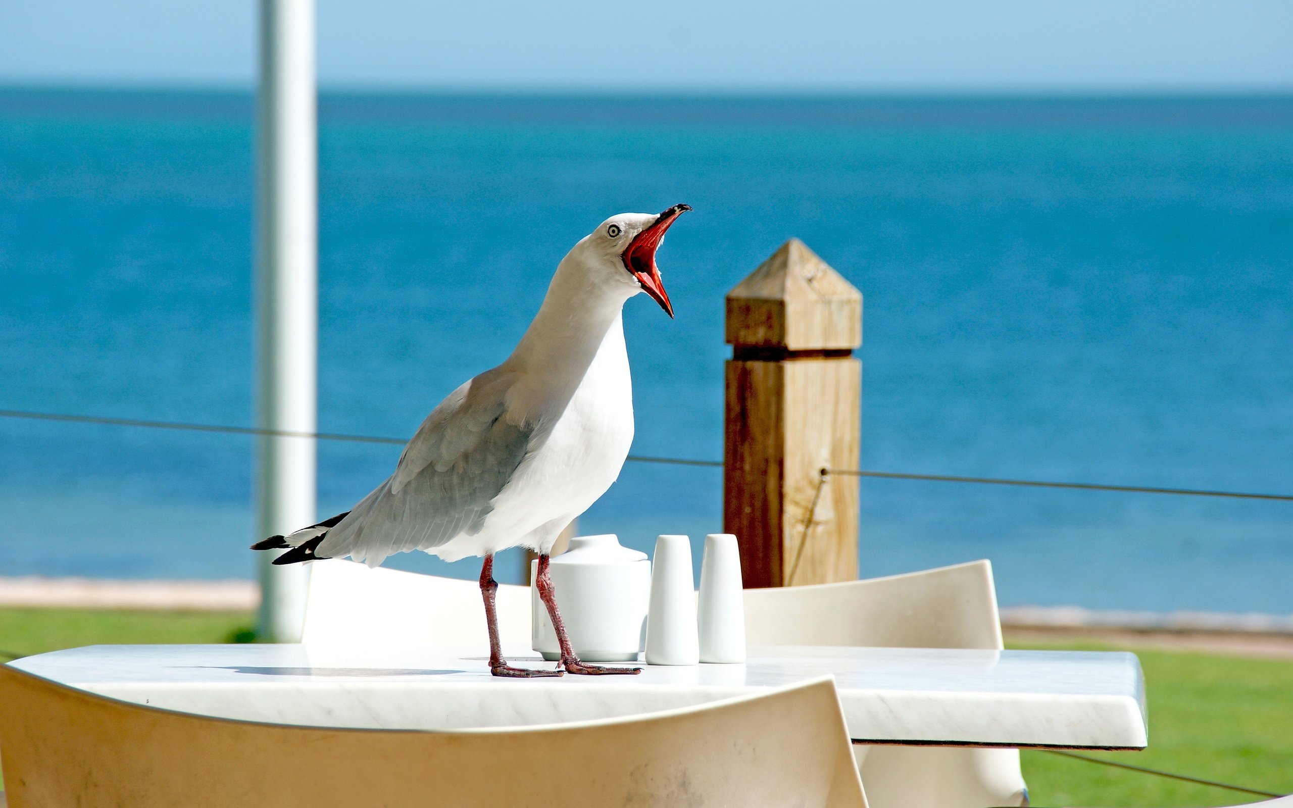 Обои чайка, seagull разрешение 3872x2592 Загрузить