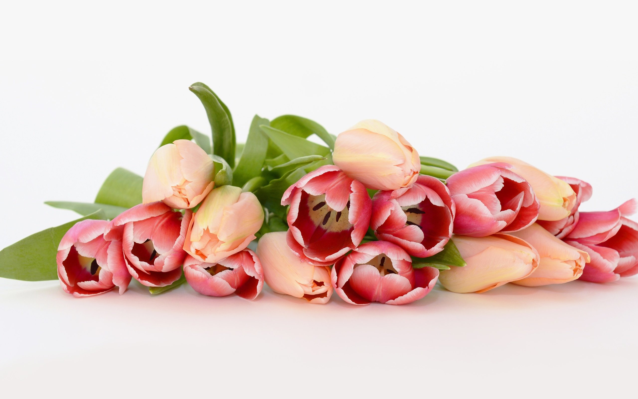 Обои цветы, красные, лежит, весна, букет, тюльпаны, розовые, белый фон, flowers, red, lies, spring, bouquet, tulips, pink, white background разрешение 3840x2160 Загрузить